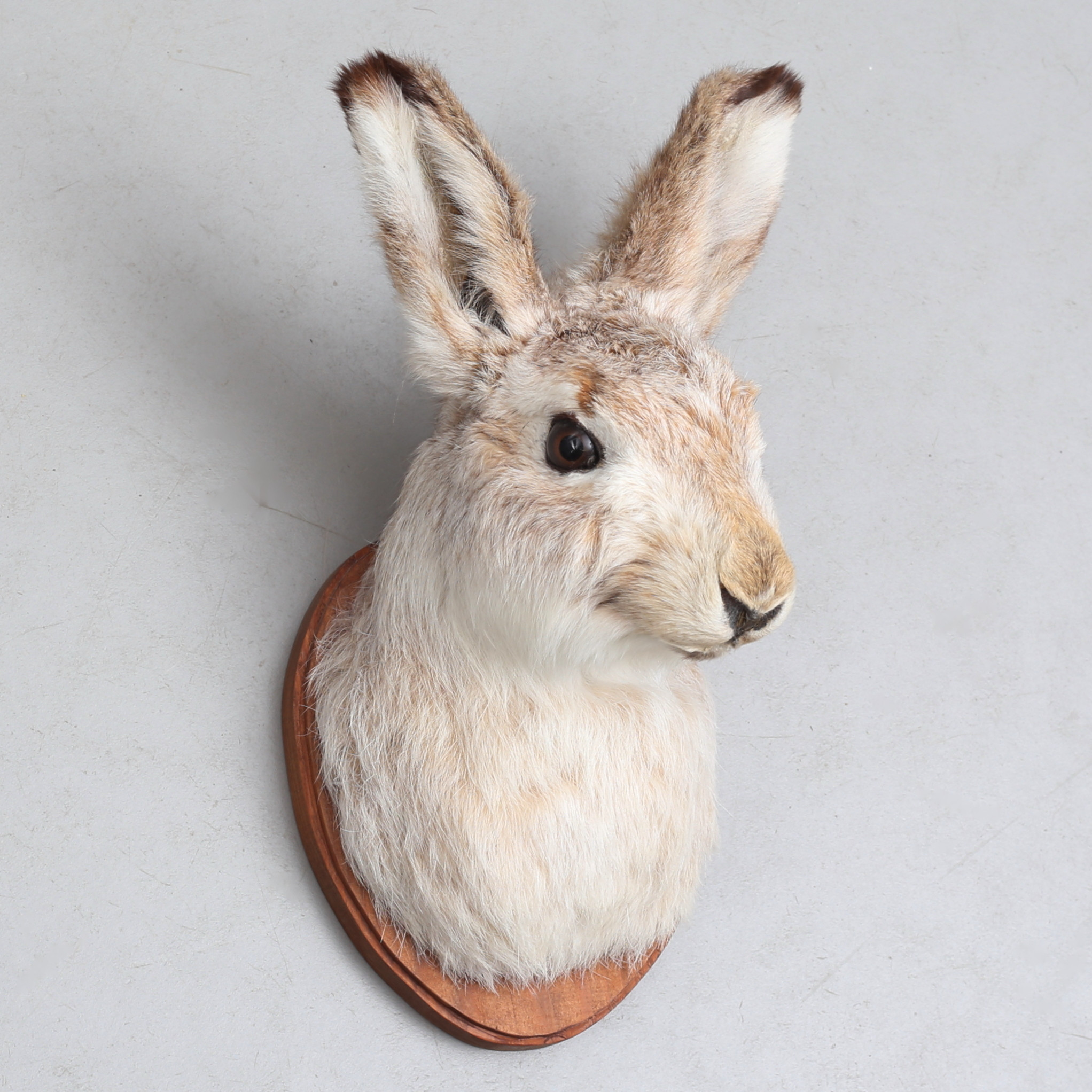 TAXIDERMI, hare, bogmontage, 1990.