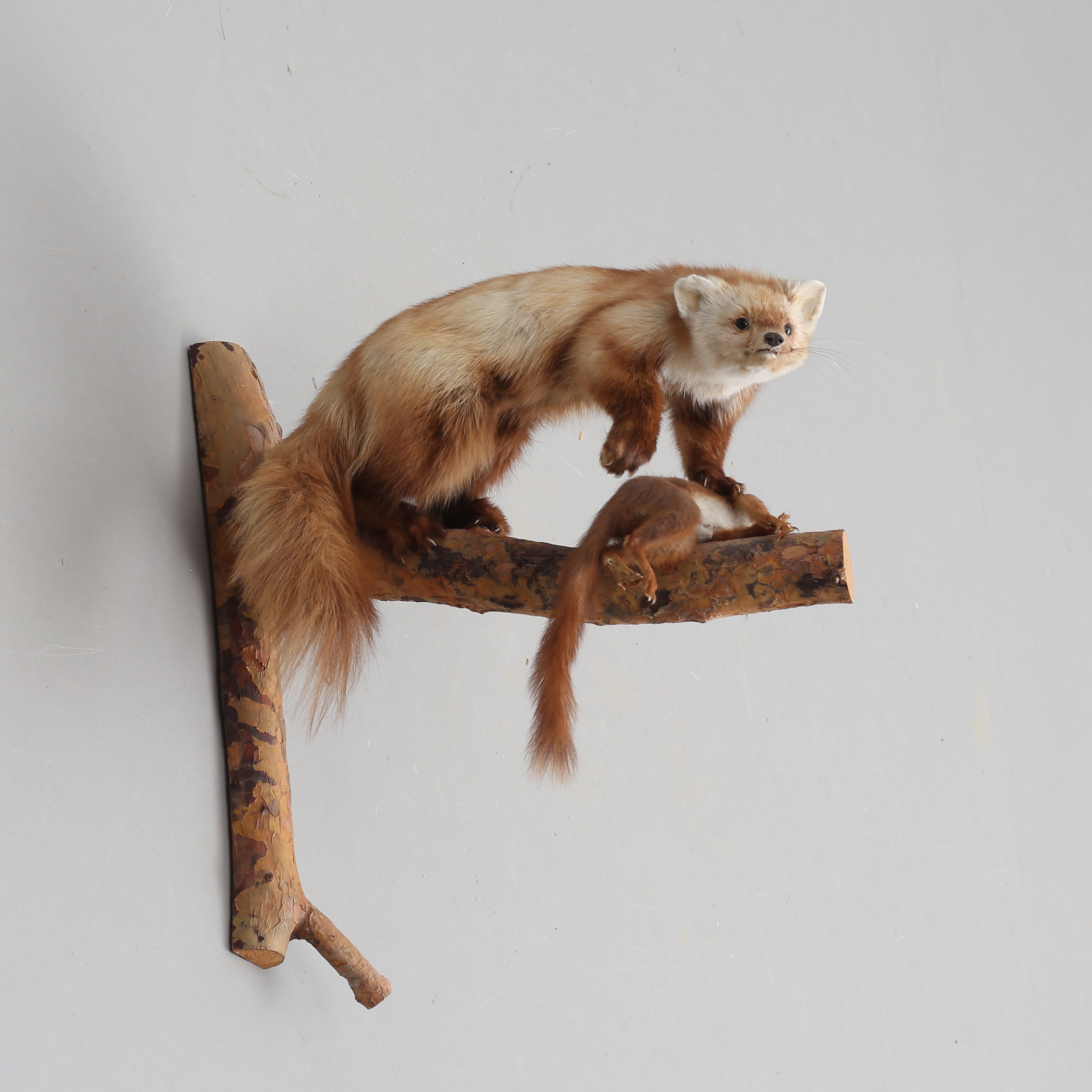 TAXIDERMI, mård samt ekorre, helmontage jaktbyte.