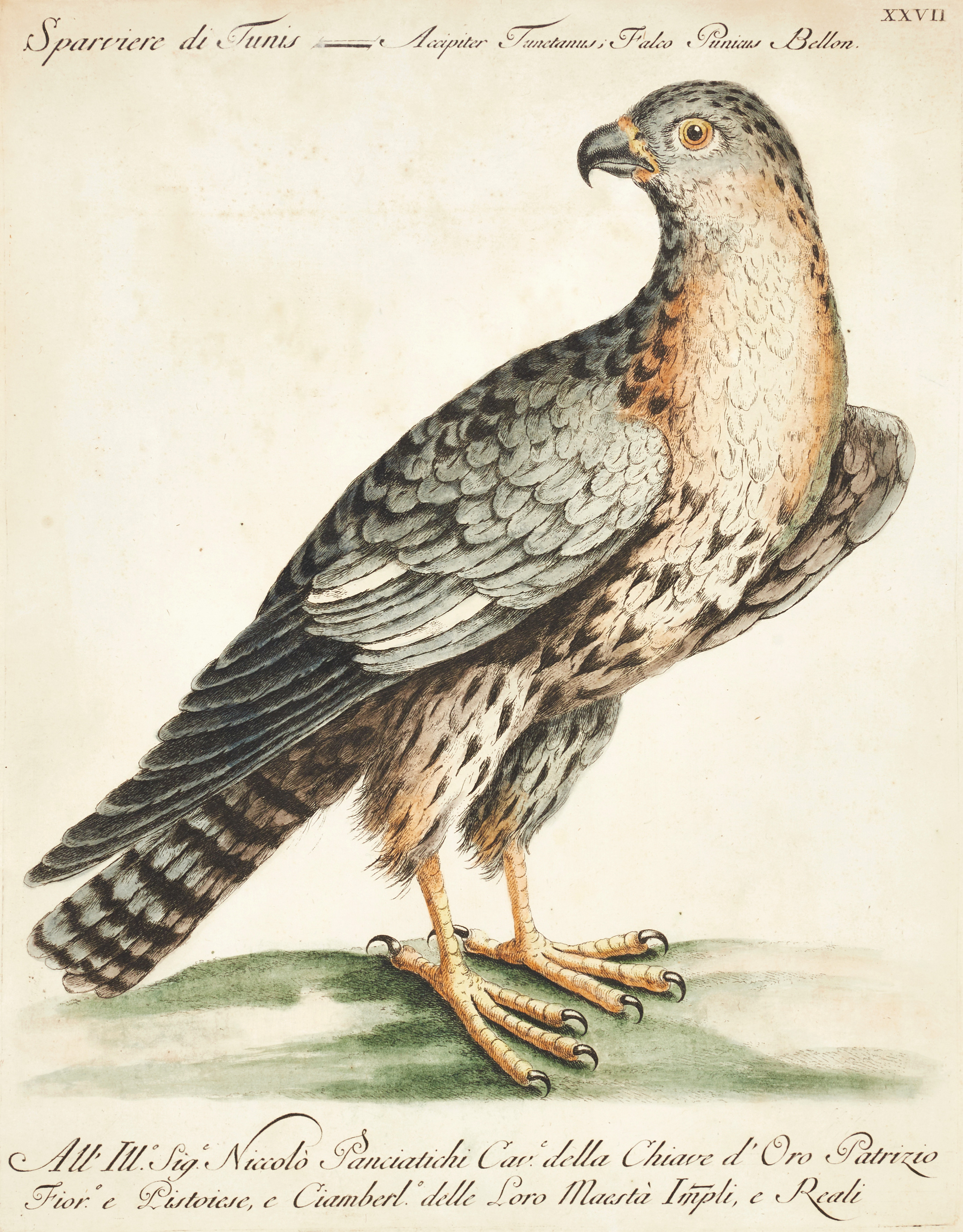 MANETTI, illustration ur "Storia naturale degli Uccelli", Florens 1767-1776.