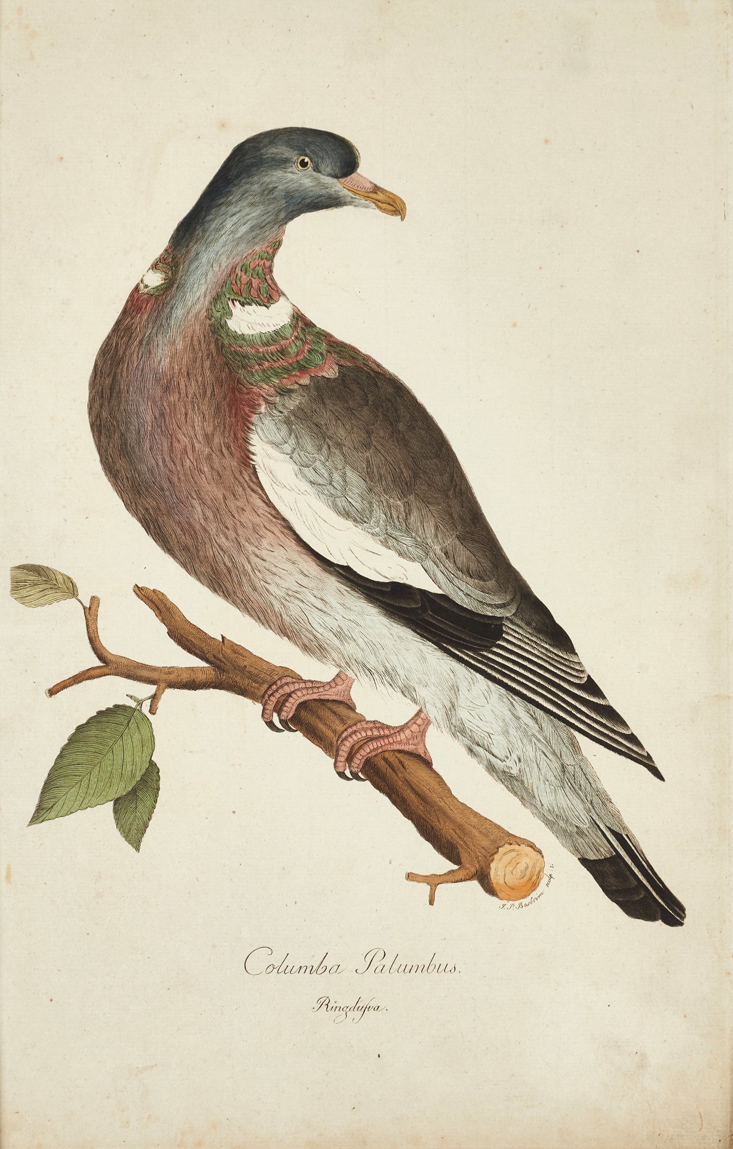 SPARRMAN, Illustration ur "Svensk ornithologie", Stockholm 1806-16.