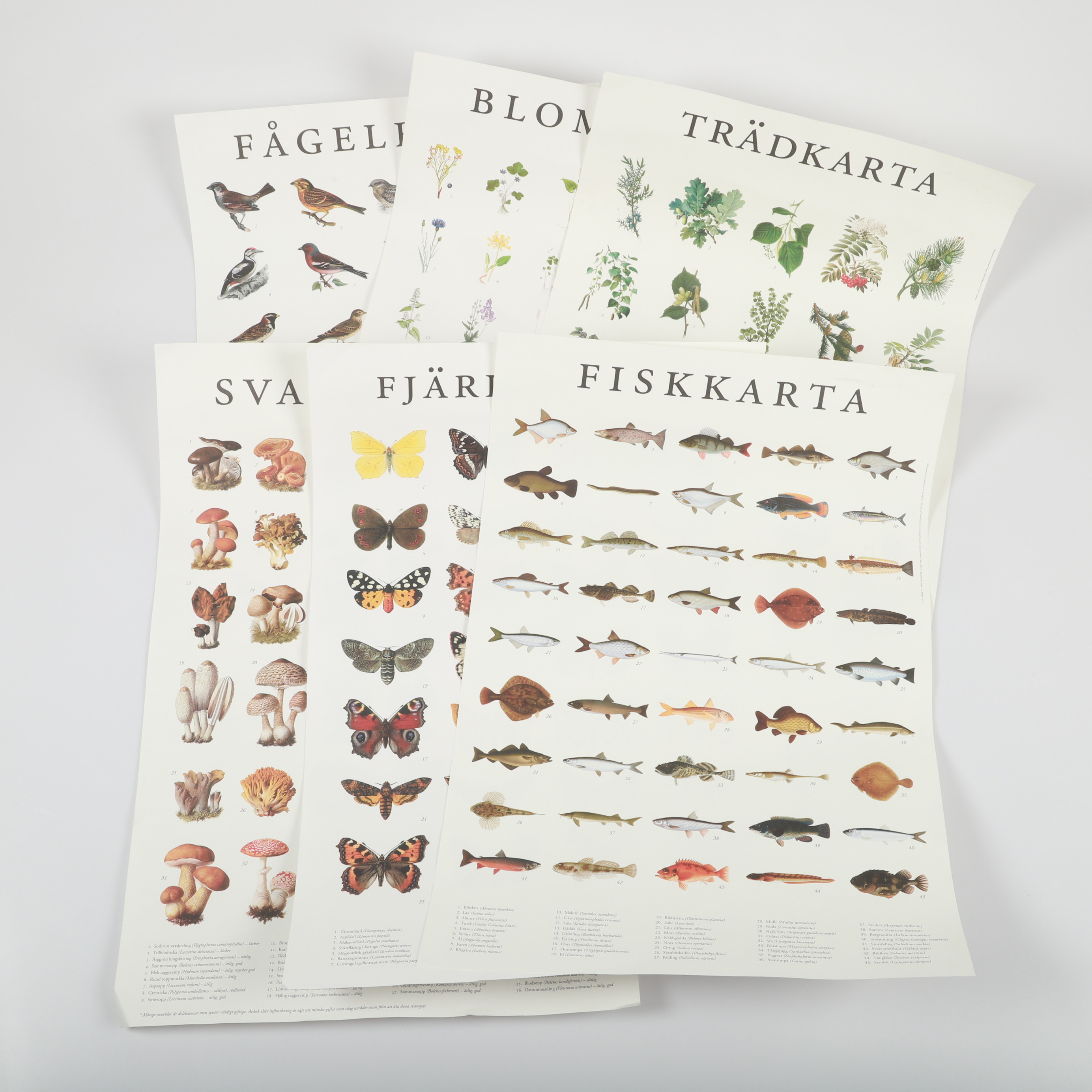 AFFISCHER/KARTOR, 6 stycken, djur och växter, 1900-talets andra hälft.