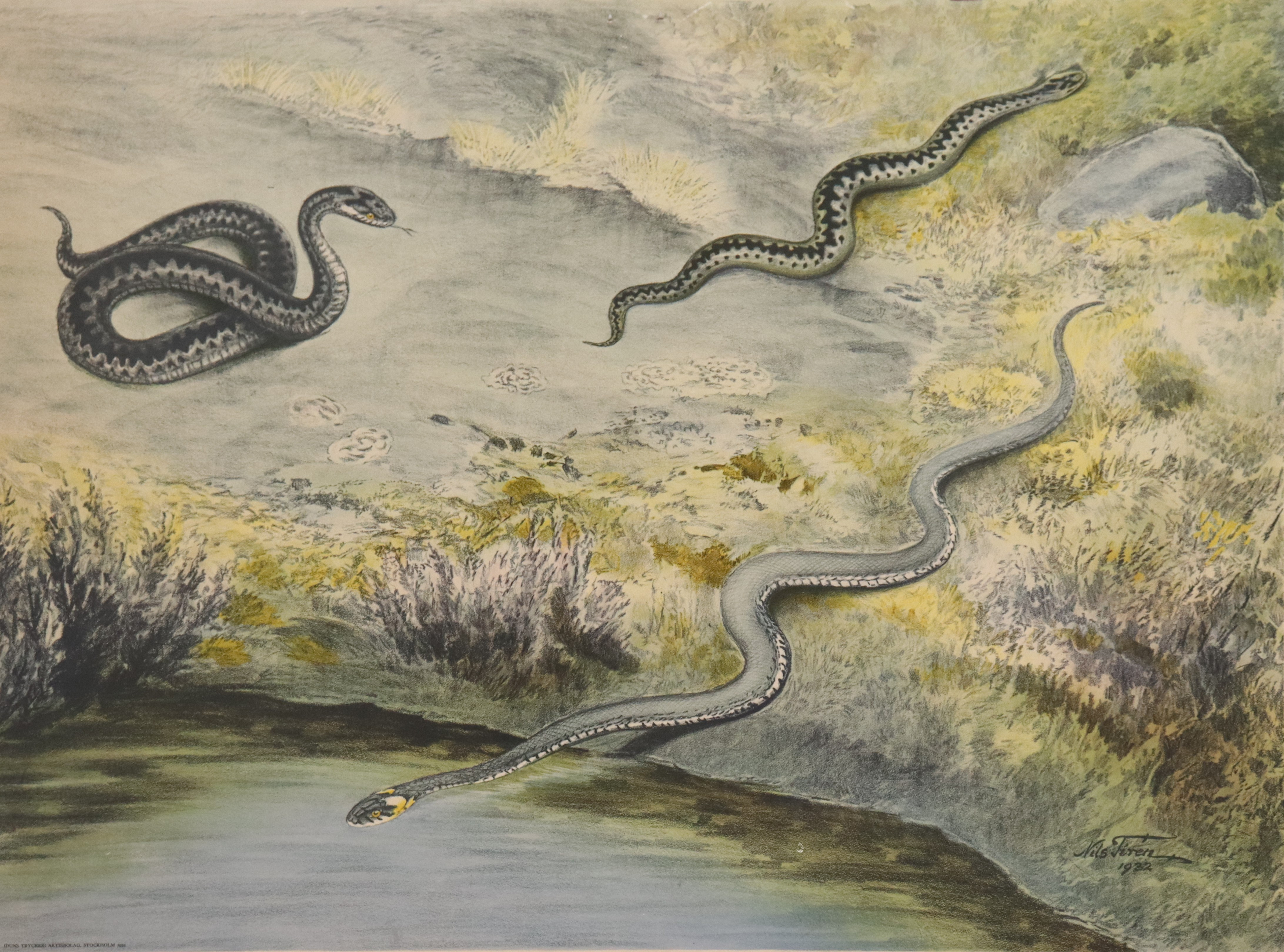NILS TIRÉN. skolplansch, huggorm och snok, 1930-tal.
