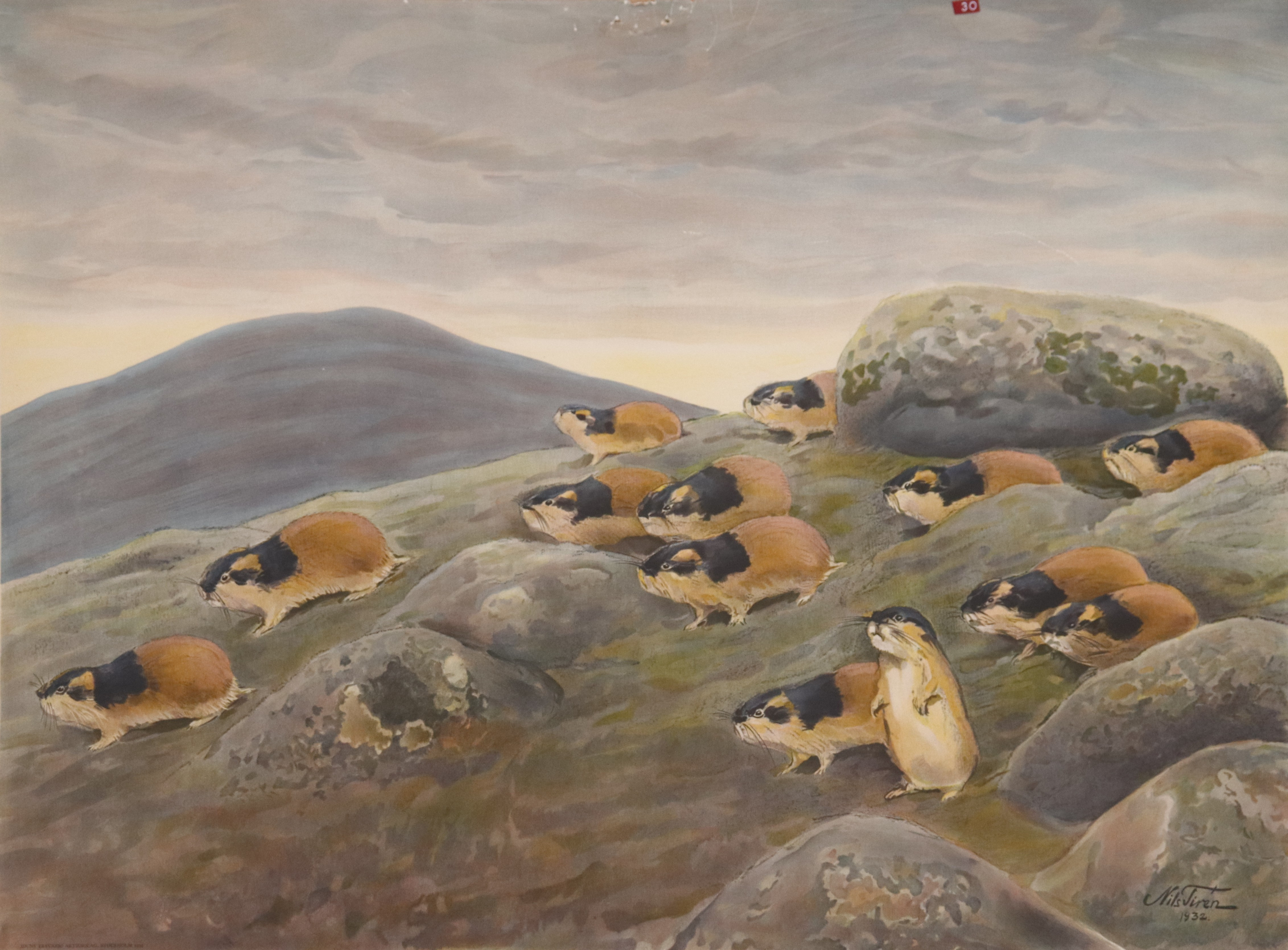 NILS TIRÉN. skolplansch, fjällämlar, 1930-tal.