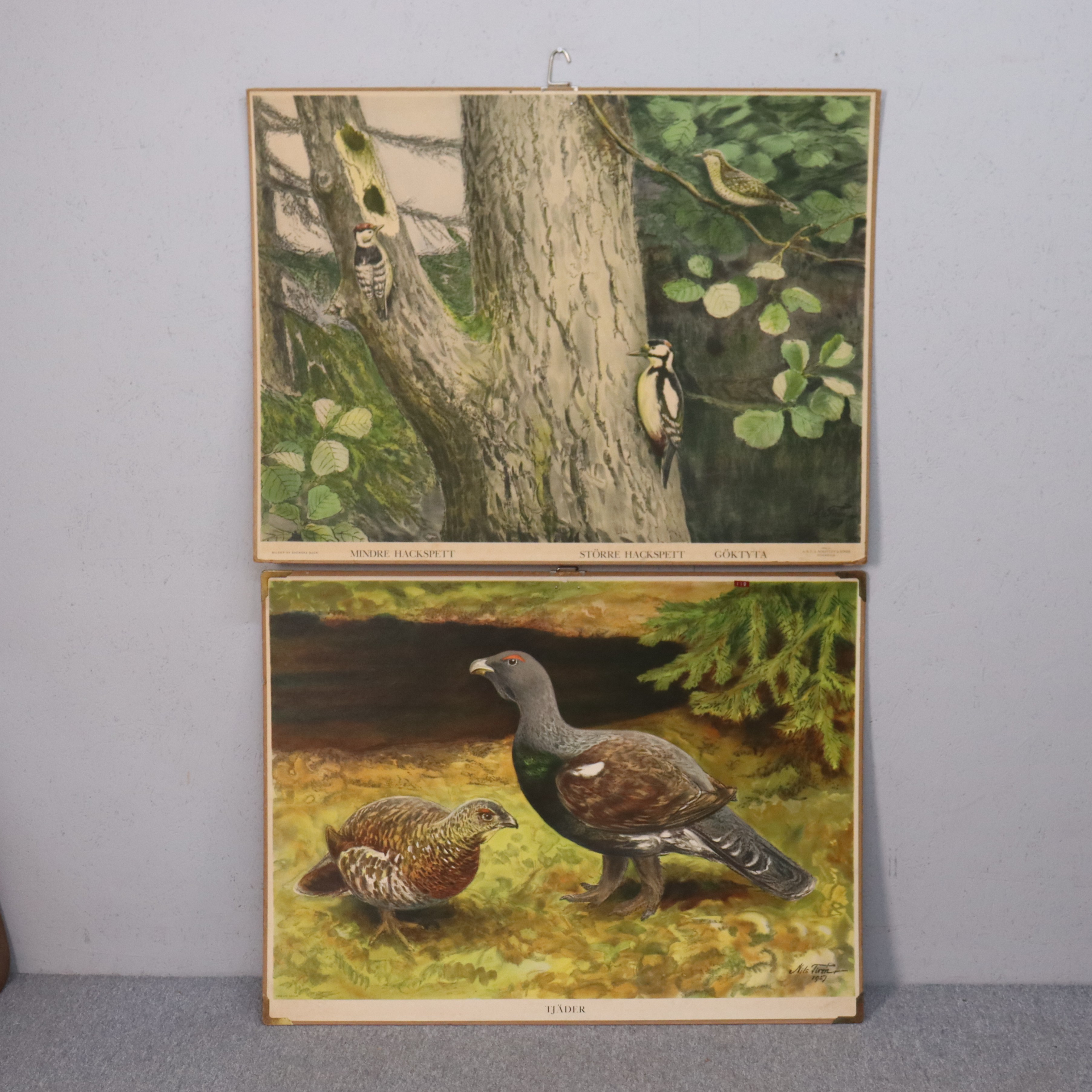 NILS TIRÉN. skolplansch, hackspett, göktyta och tjäder, 1930-tal, 2 st.