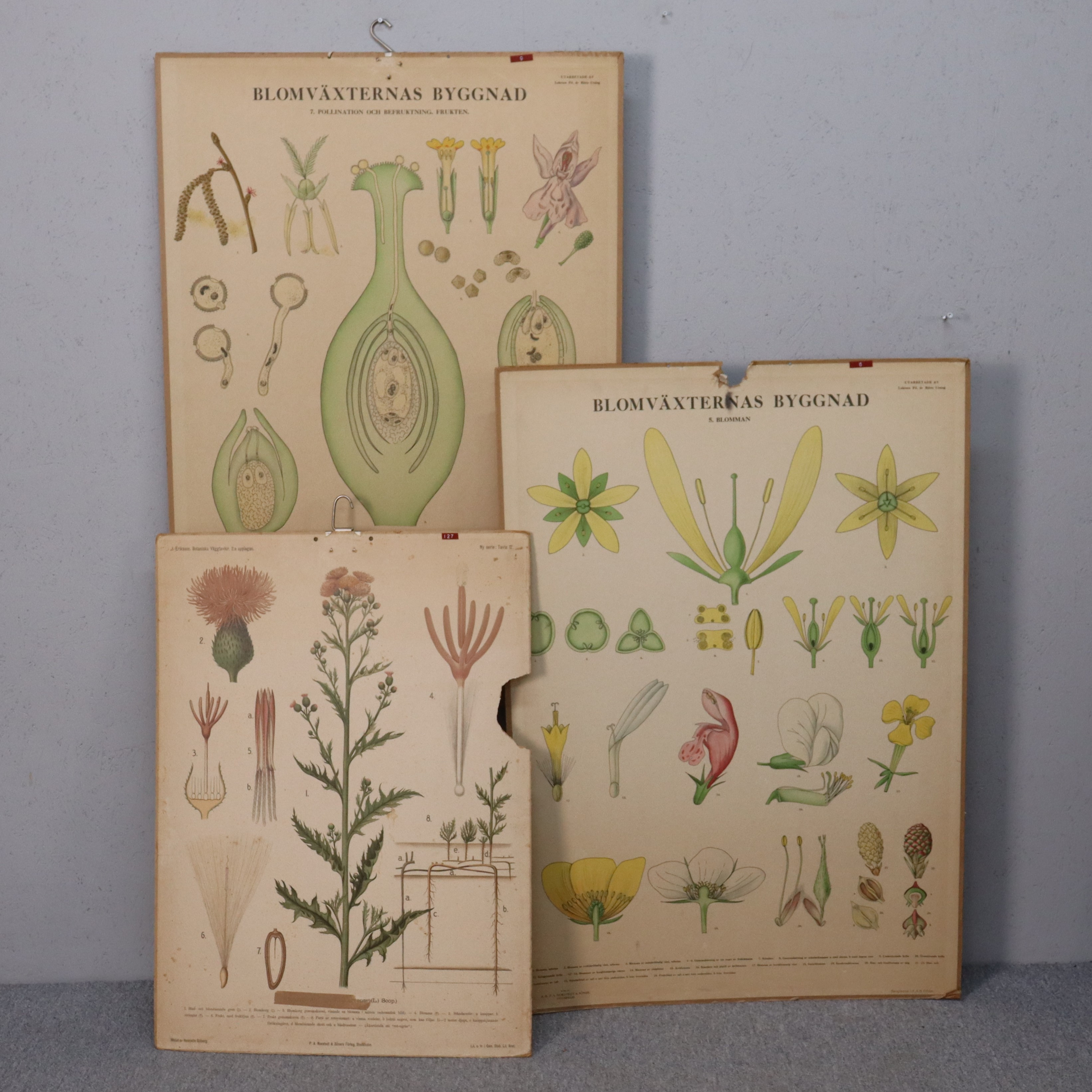 NILS TIRÉN. SKOLPLANSCH, Blomväxternas byggand, 1930-tal, 3st.