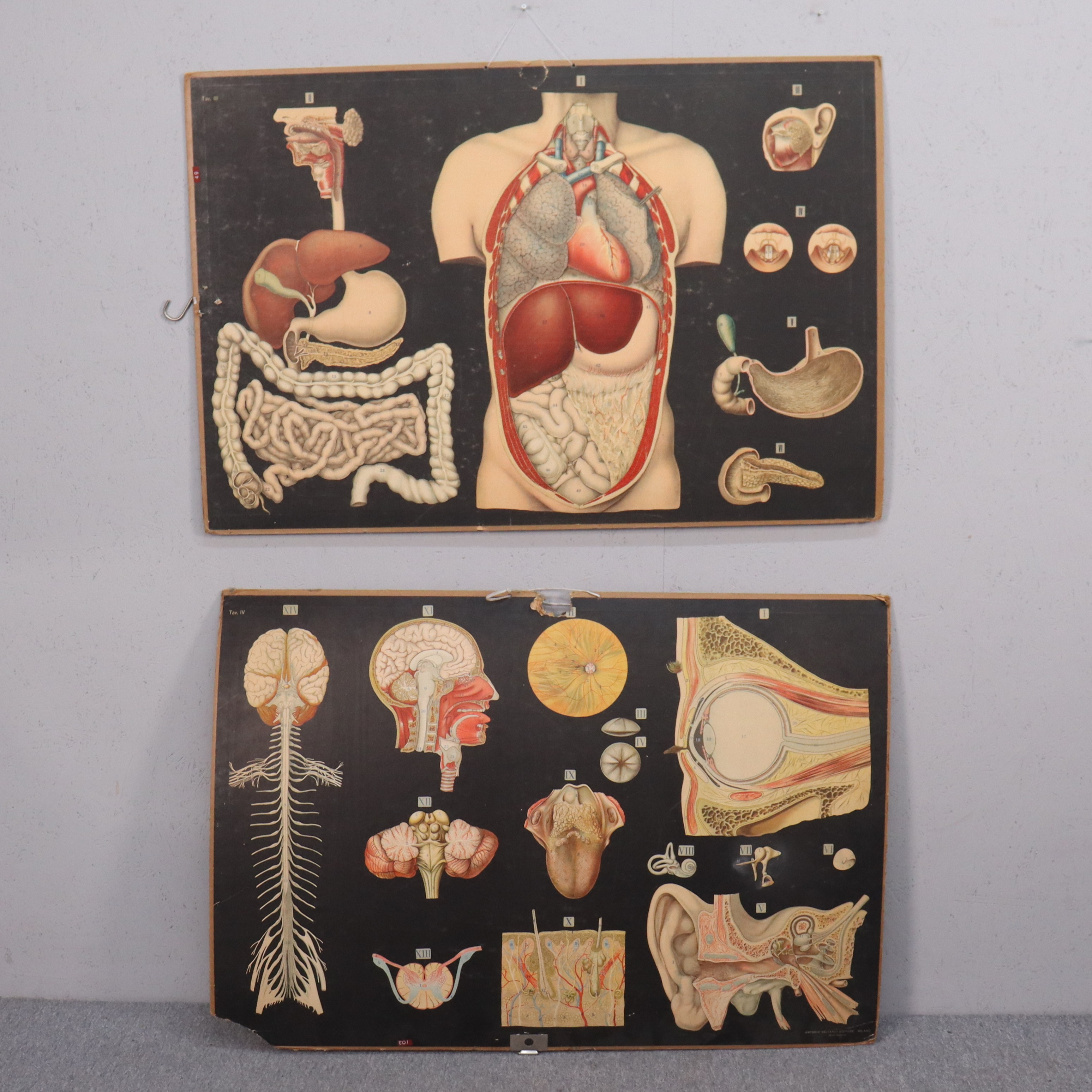 SKOLPLANSCHER, anatomi, Antonio Vallardi Editore, Milano, Italien, 2 st.