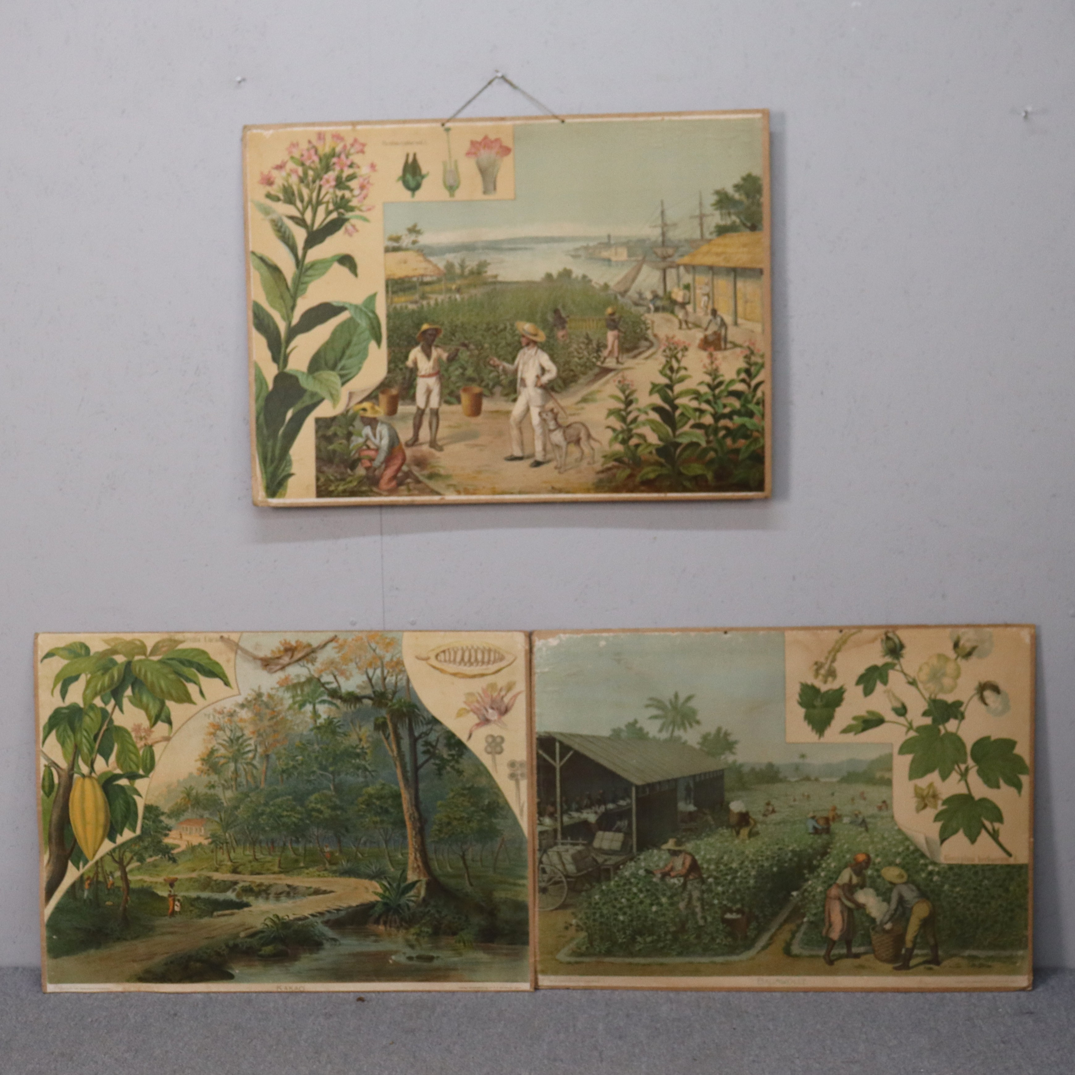 SKOLPLANSCHER, tobak, bomull och kakao, 3 st.