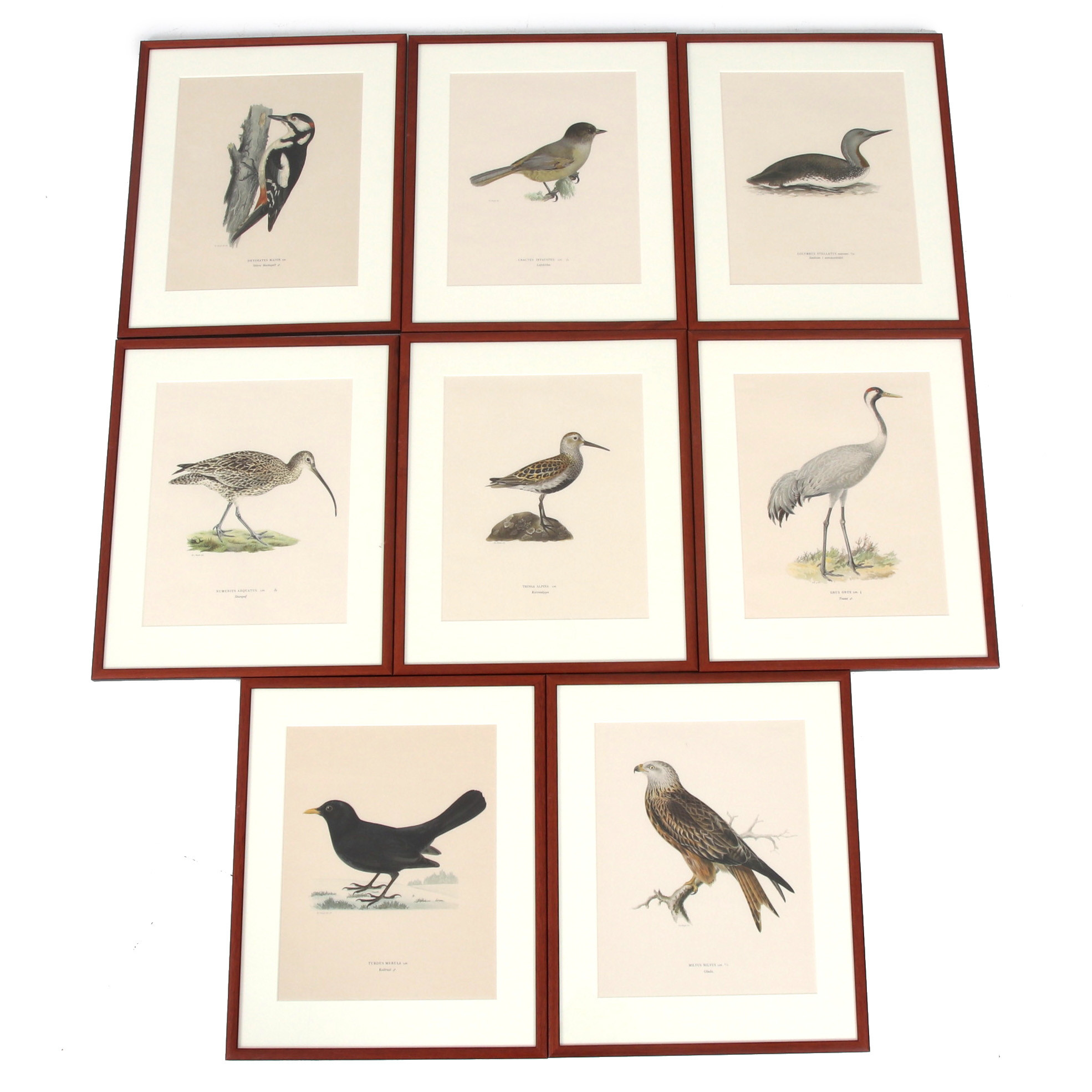 WILHELM VON WRIGHT. Efter. "Svenska fåglar", 8 litografiska tryck, inramade. Stockholm. 1900-talets första del.