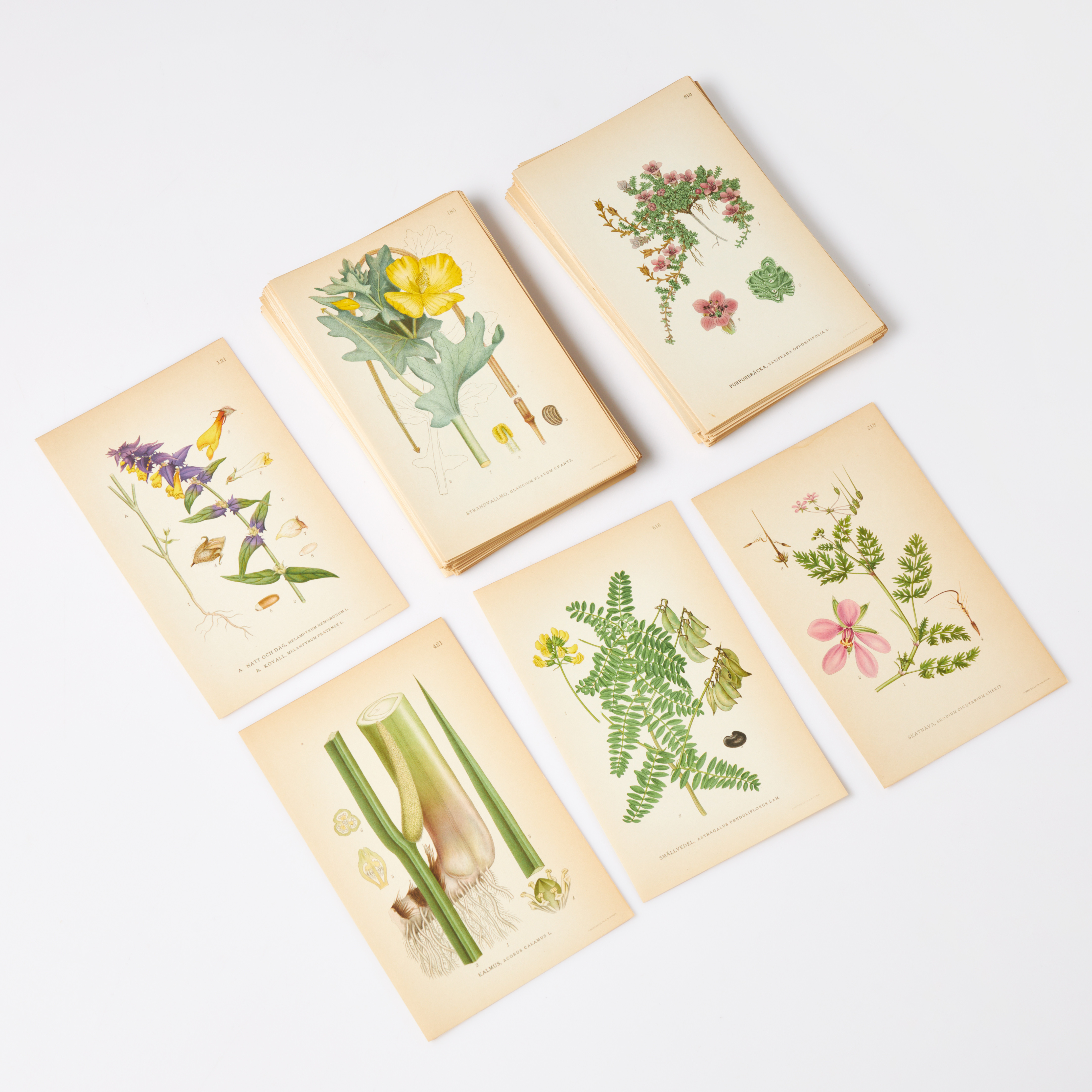 BOTANIK, ca. 230 lösa färglitografiska tryck, växtplanscher ur C.A.M Lindmans bilder ur Nordens Flora, A. Börtzells Tr. AB. Sthlm, 1920.