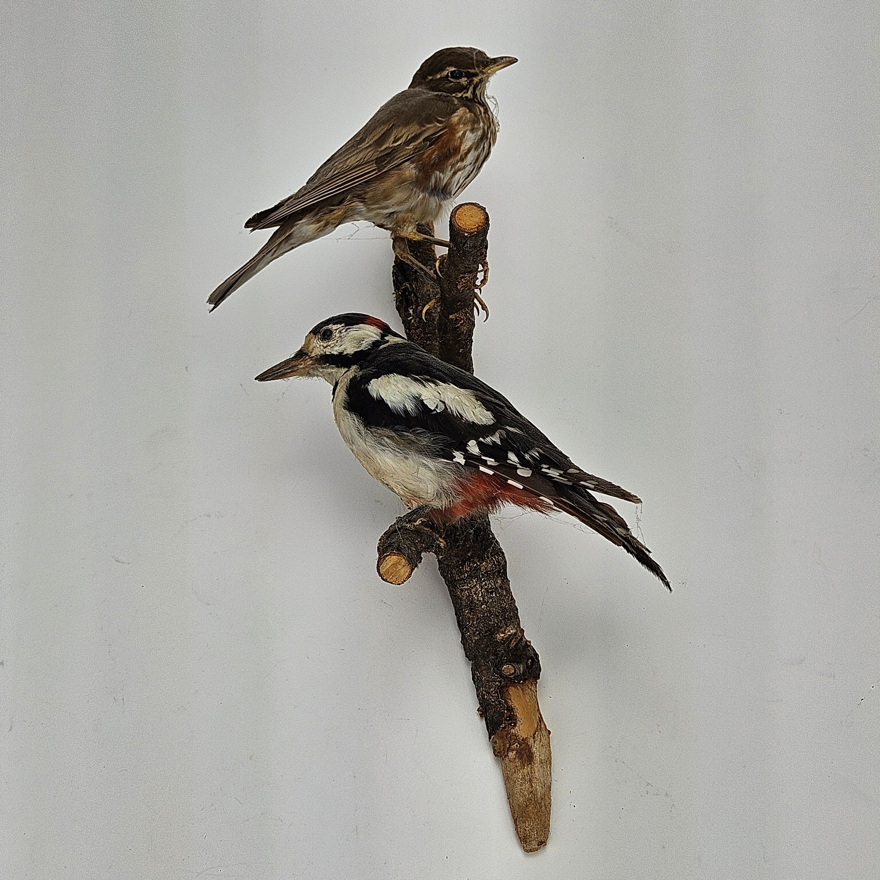 TAXIDERMI, hackspettar, 2 st, 1900-tal.