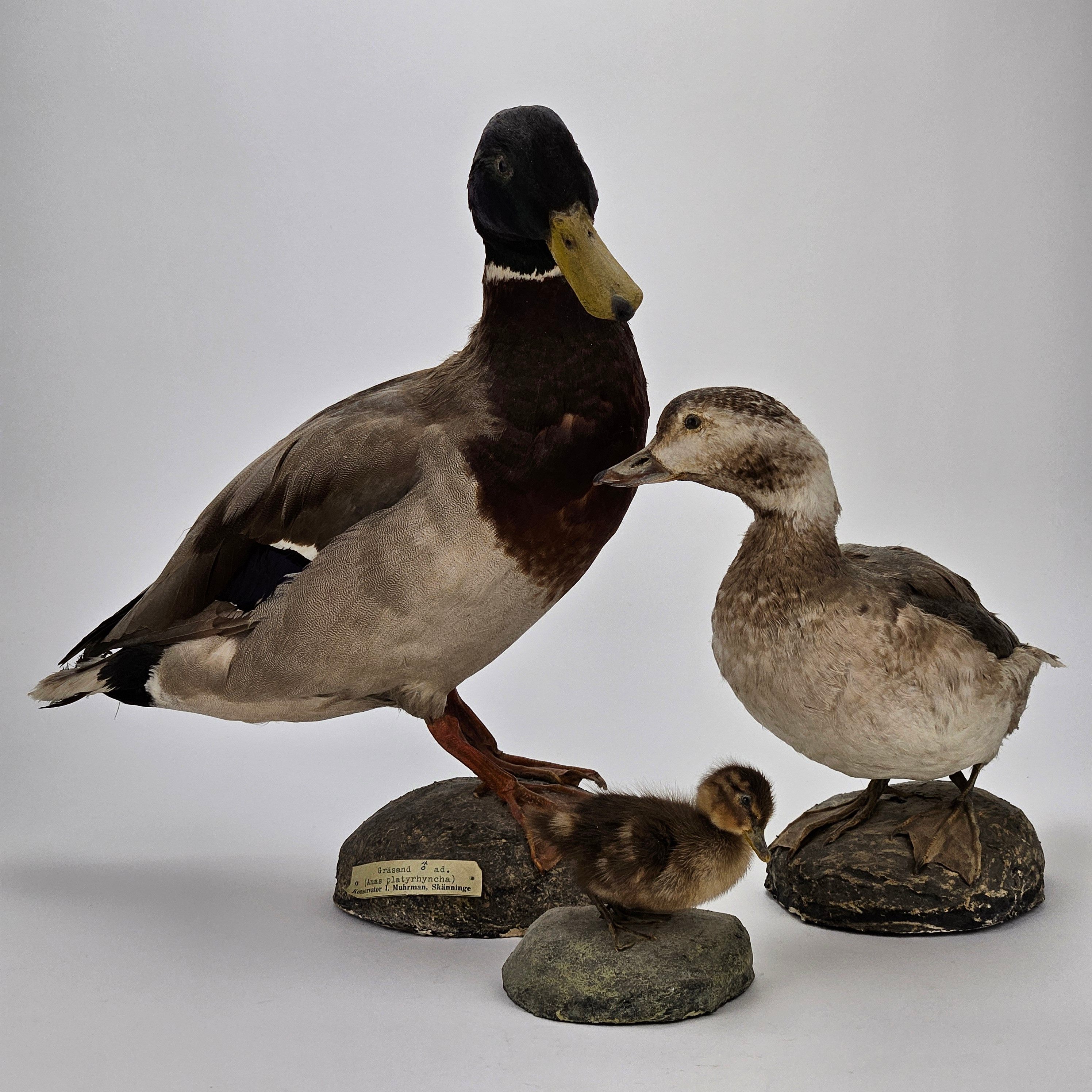 TAXIDERMI, 3 delar, gräsänder, konservator J, Muhrman, Skänninge.
