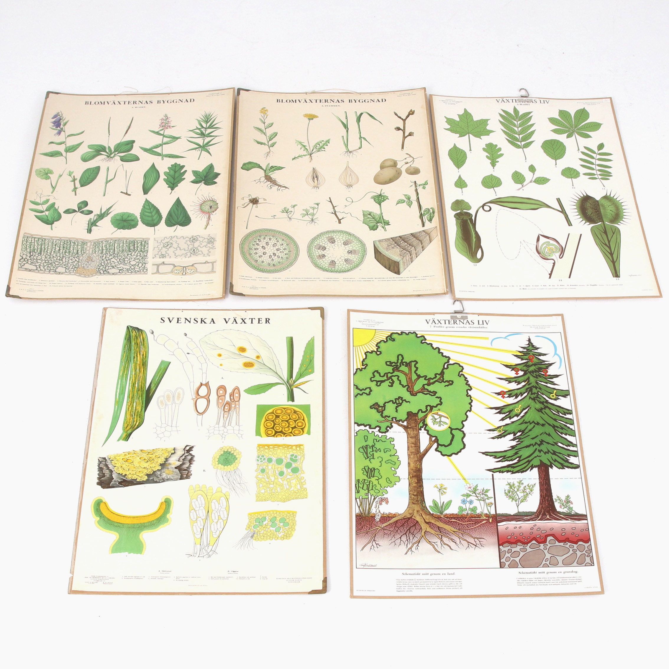 SKOLPLANSCHER, 5 st, växter, 1900-tal.
