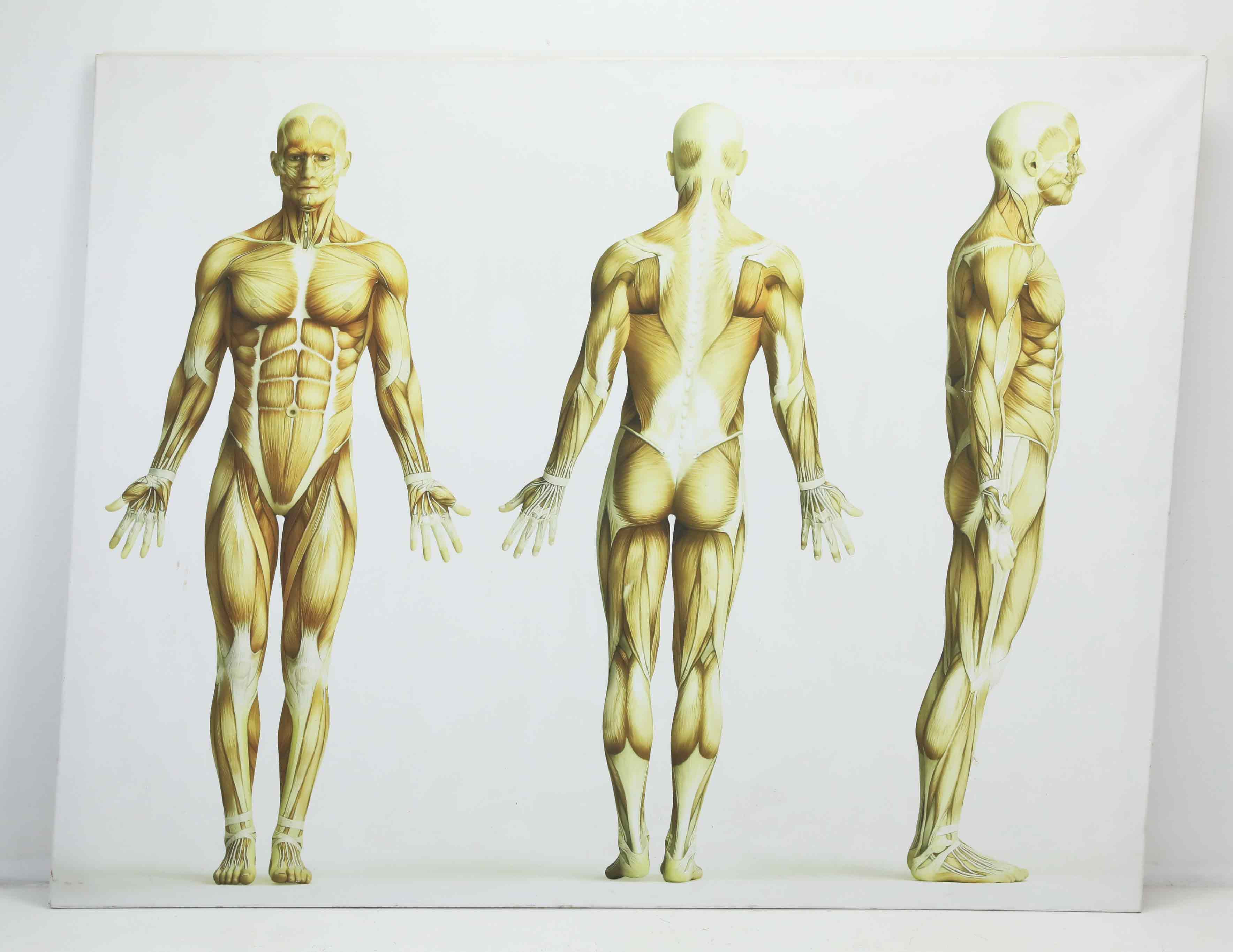 ANATOMISK PLANSCH, Kroppens muskler och dess funktioner, 1900-tal.