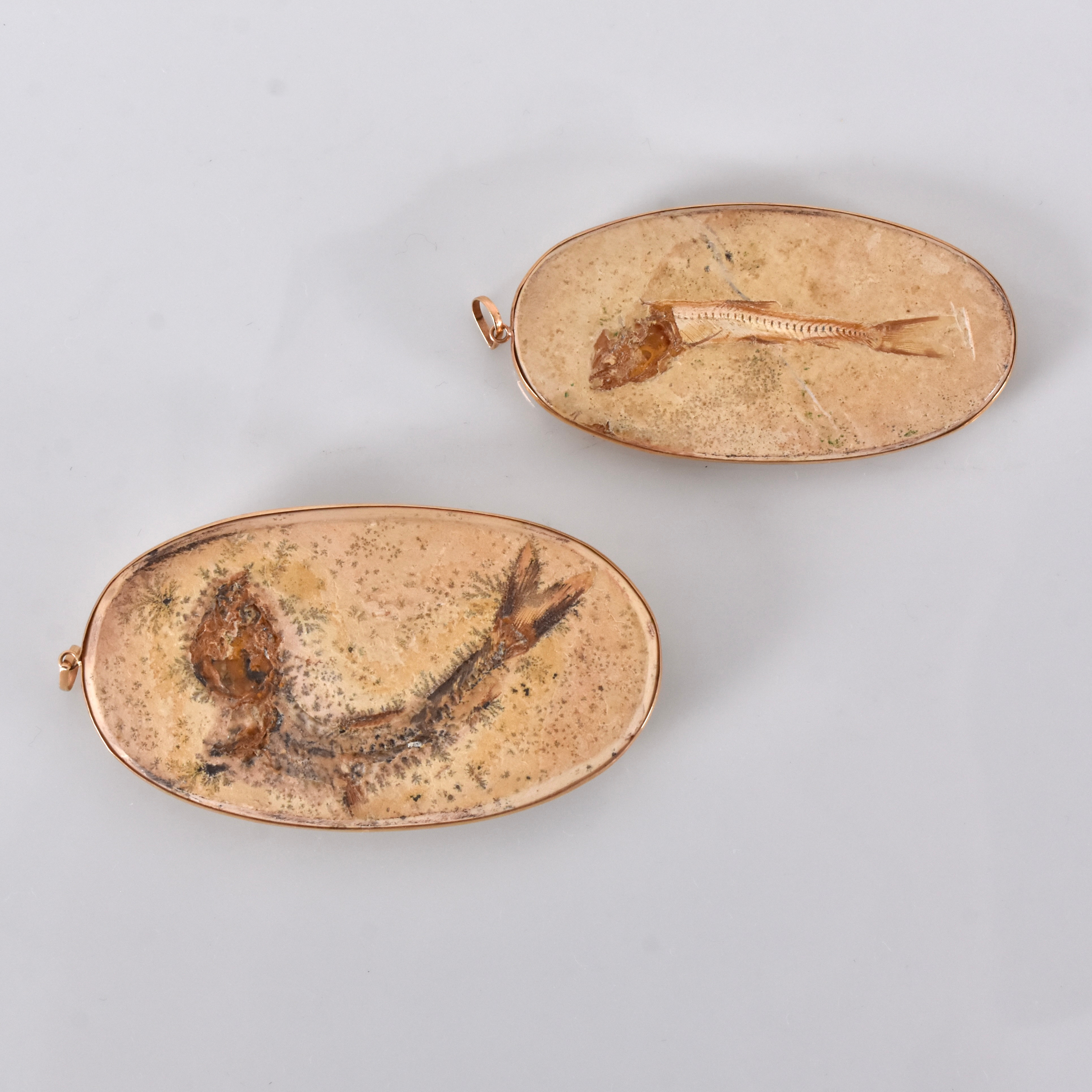 FOSSIL, 2 st, fiskar, Mesozoikum, 66-252 miljoner f Kr.