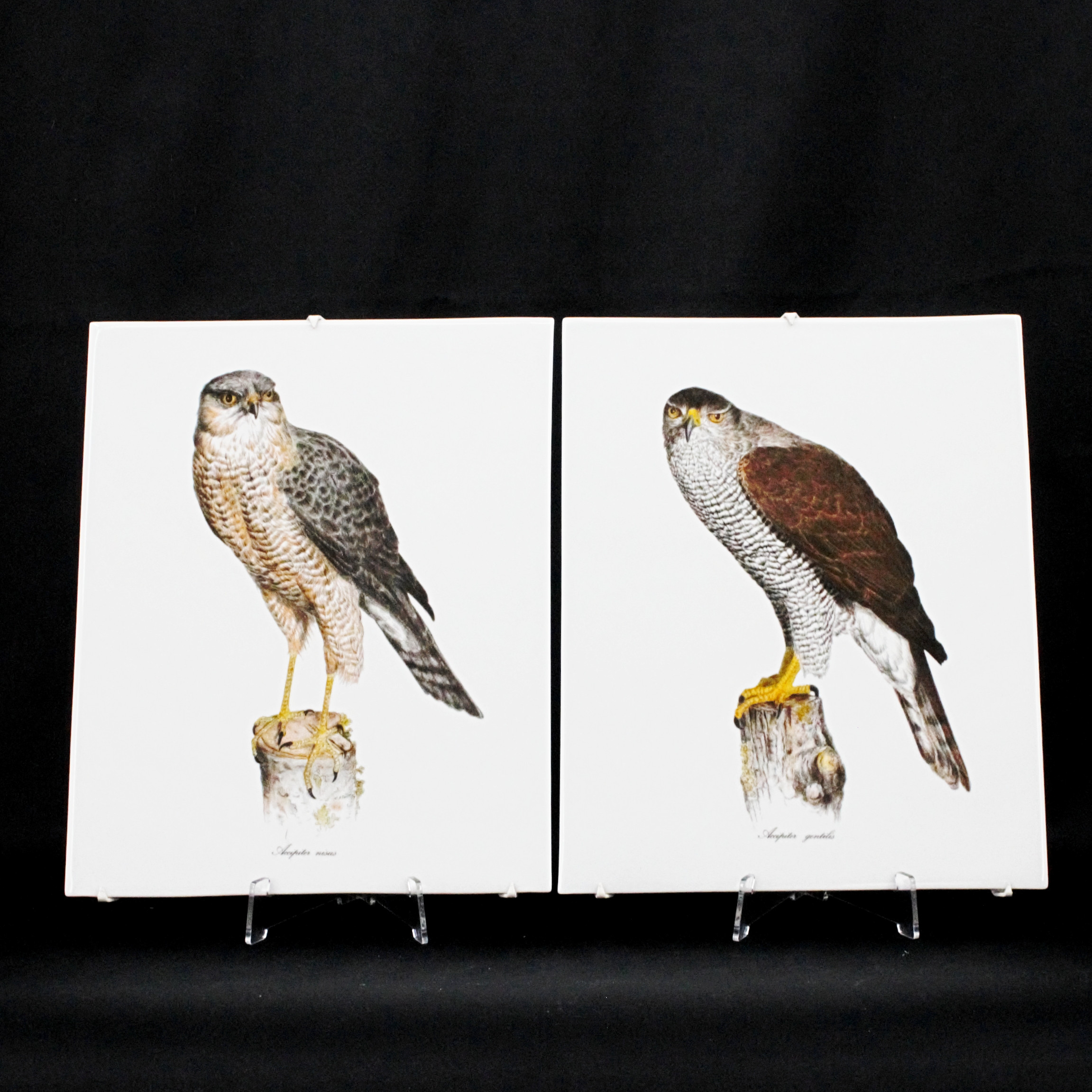 VÄGGPLAKETTER, 2 st, "Accipiter nisus" och "Acipiter gentilis", porslin, Rörstrand.