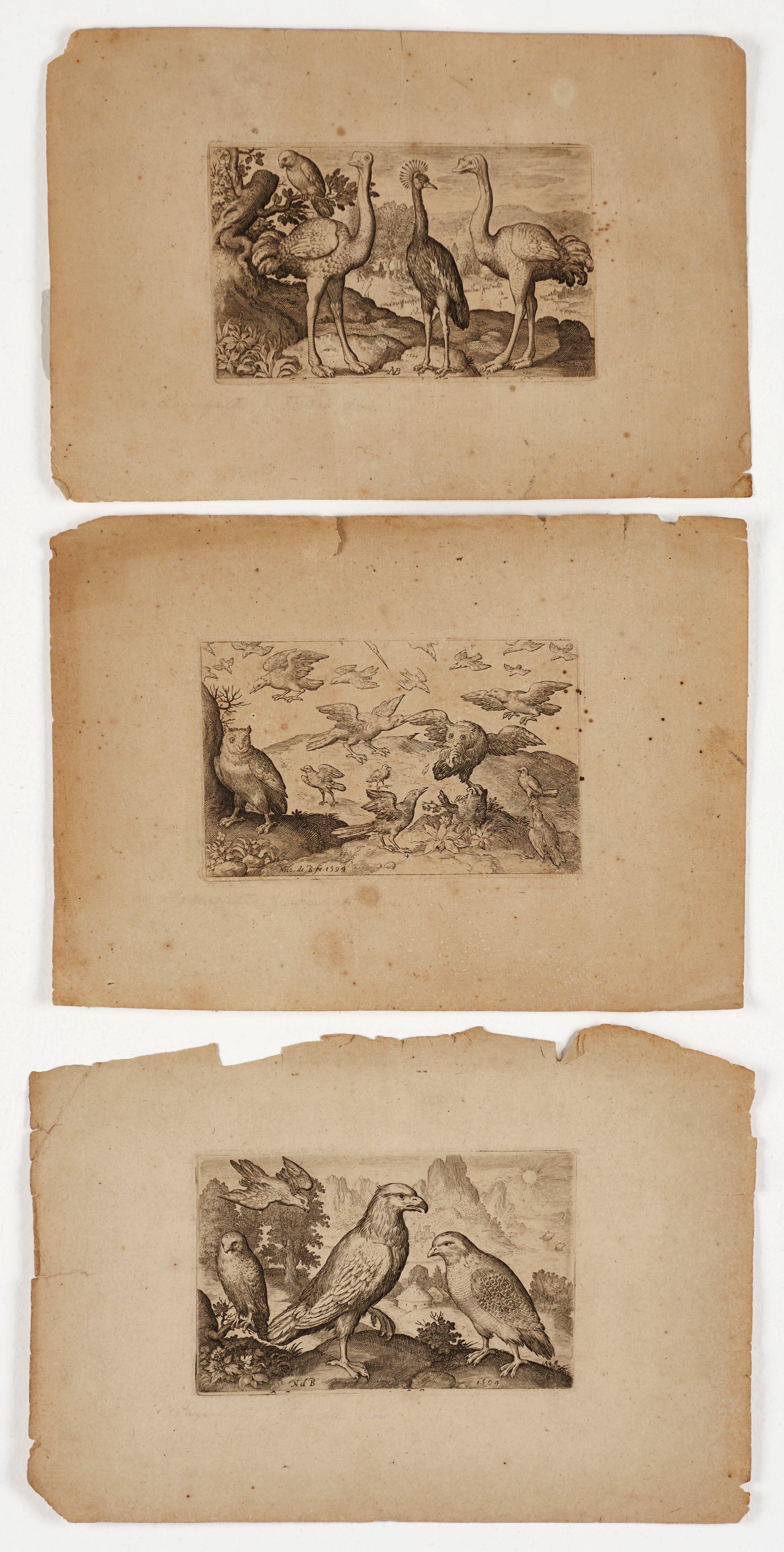 NICOLAS DE BRUYN (1571-1656), (3) etsningar med motiv av olika fåglar, 1594.