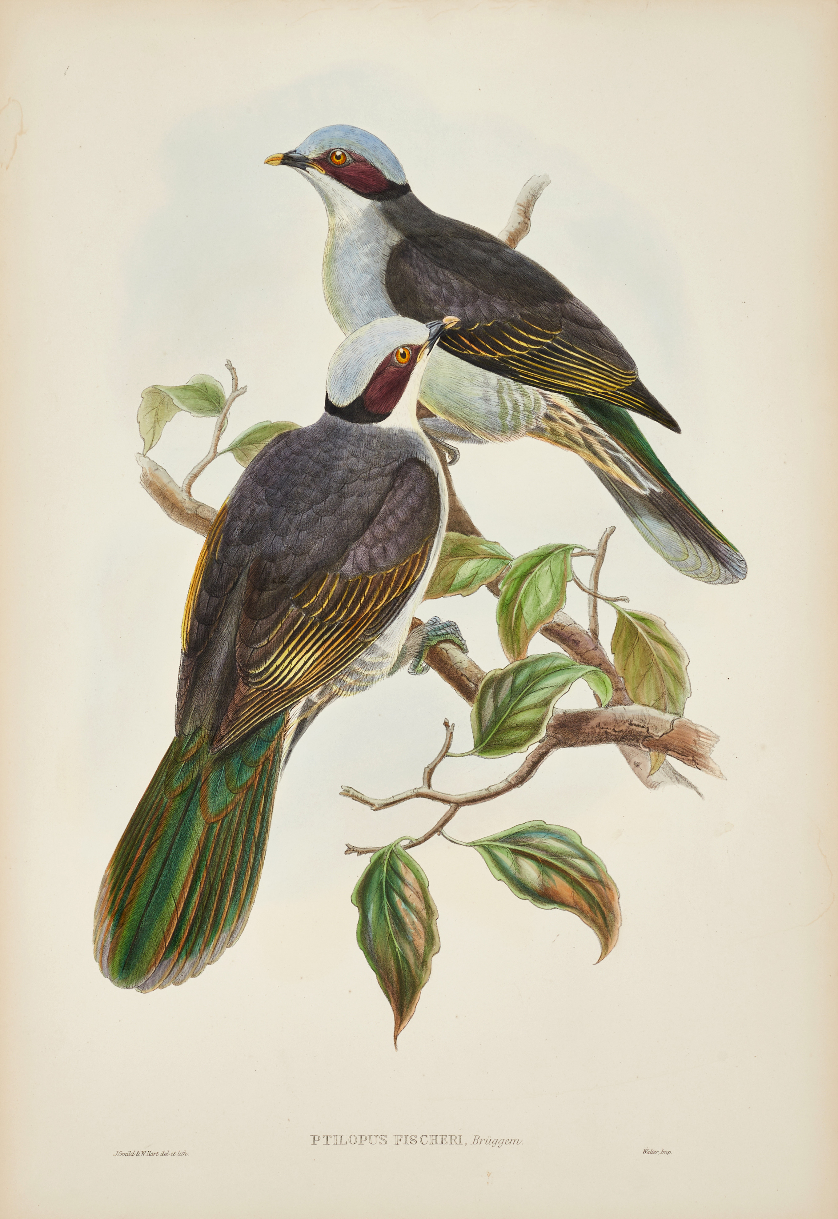 GOULD, illustration ur: "The birds of New Guinea and the adjacent Papuan islands ", 1875-1888.