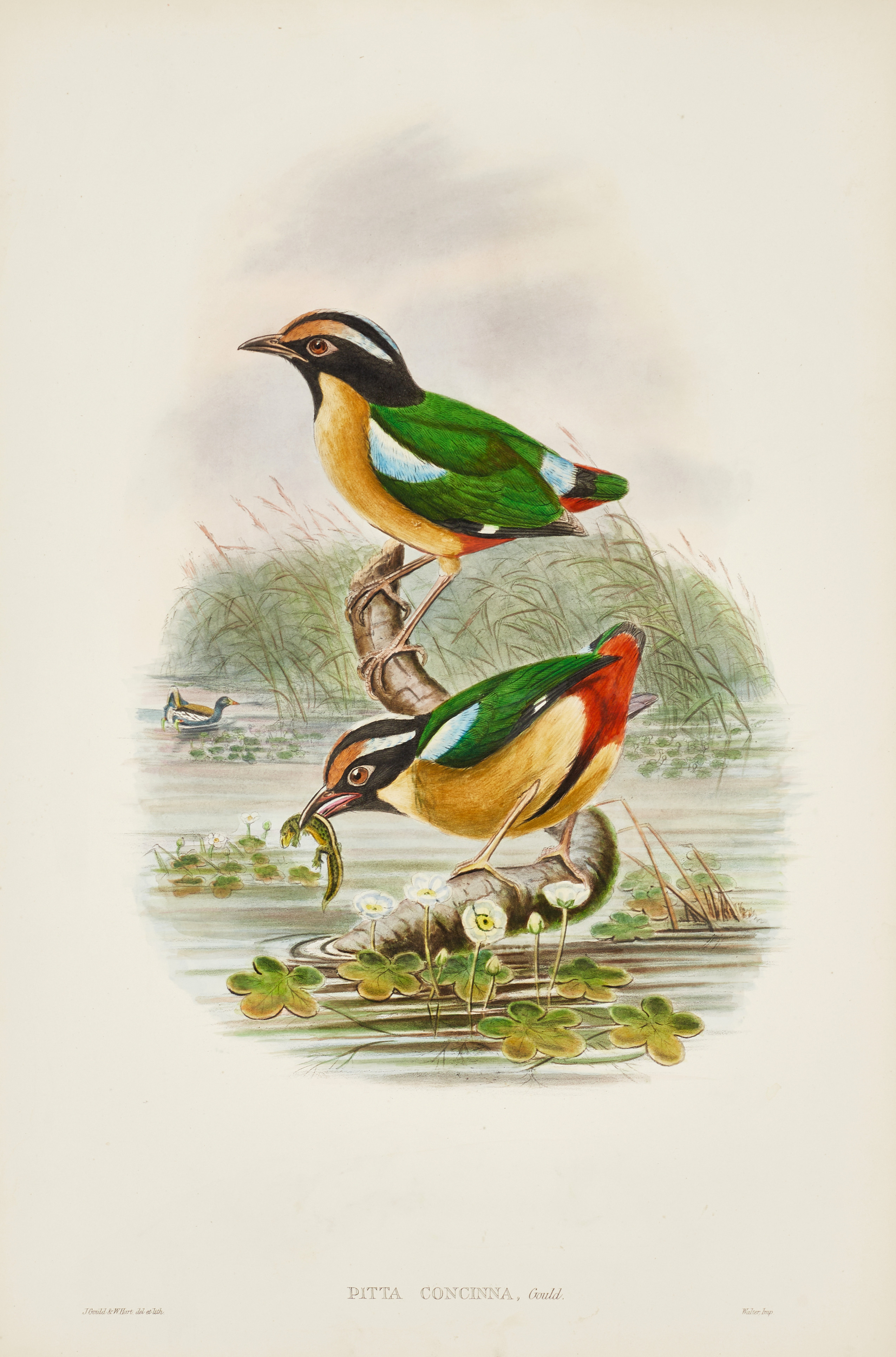 GOULD, illustration ur: "The birds of New Guinea and the adjacent Papuan islands ", 1875-1888.