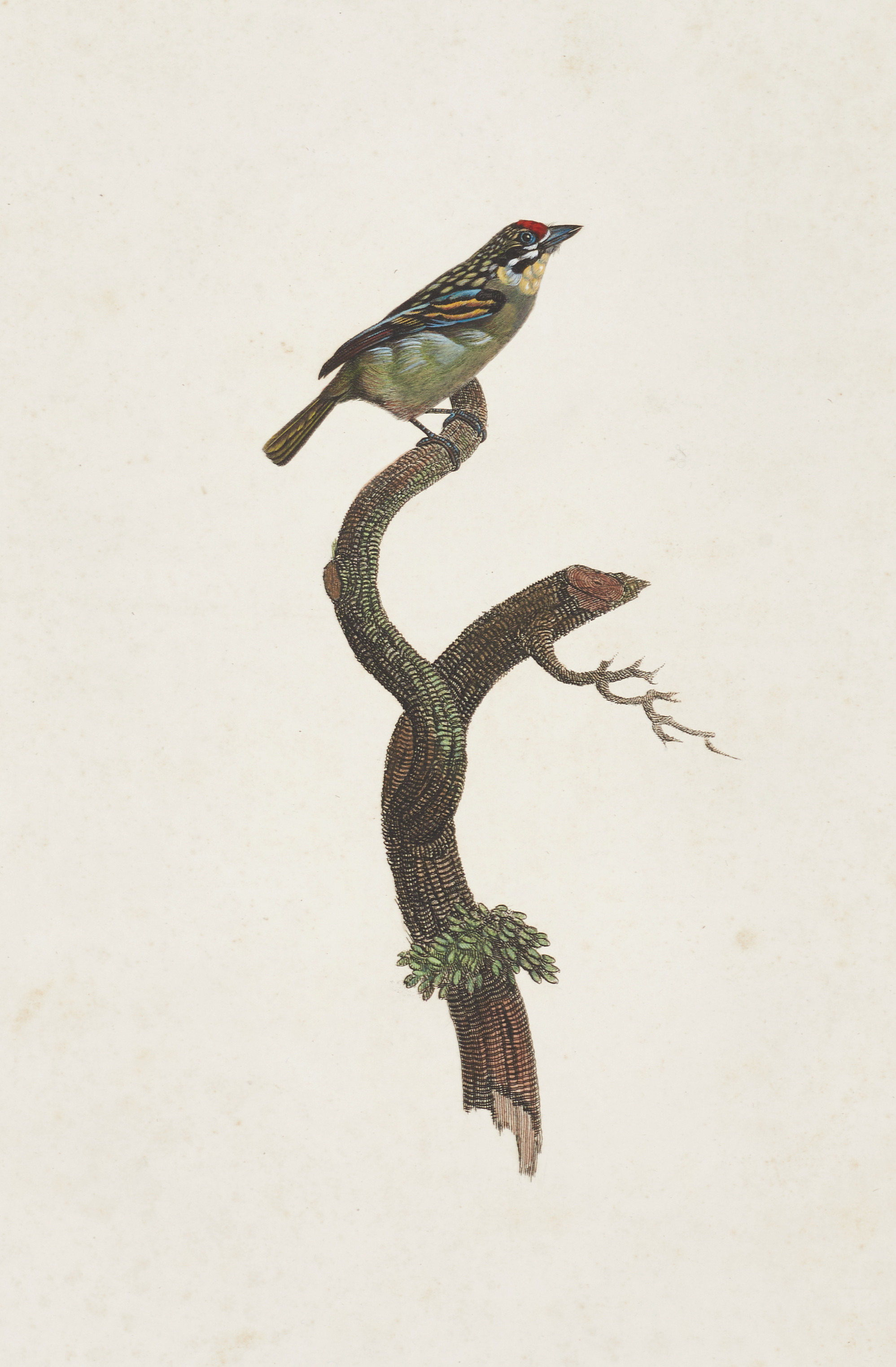 LE VAILLANT, (2) illustrationer ur Histoire naturelle des oiseaux de paradis et des rolliers : suivie de celle des toucans et des barbus, 1806.