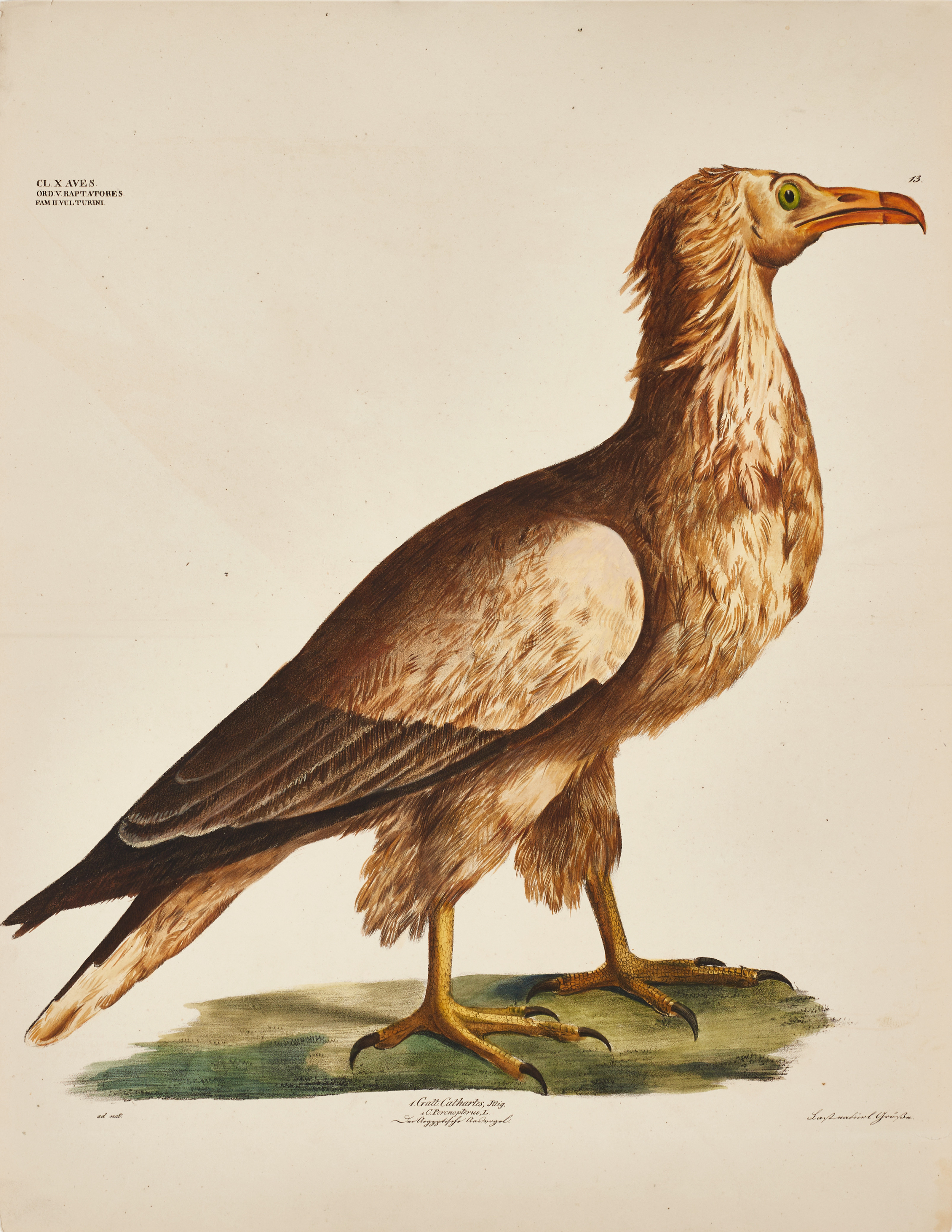 GOLDFUSS, (2) illustrationer av fåglar ur "Naturhistorischer Atlas", 1824-43.