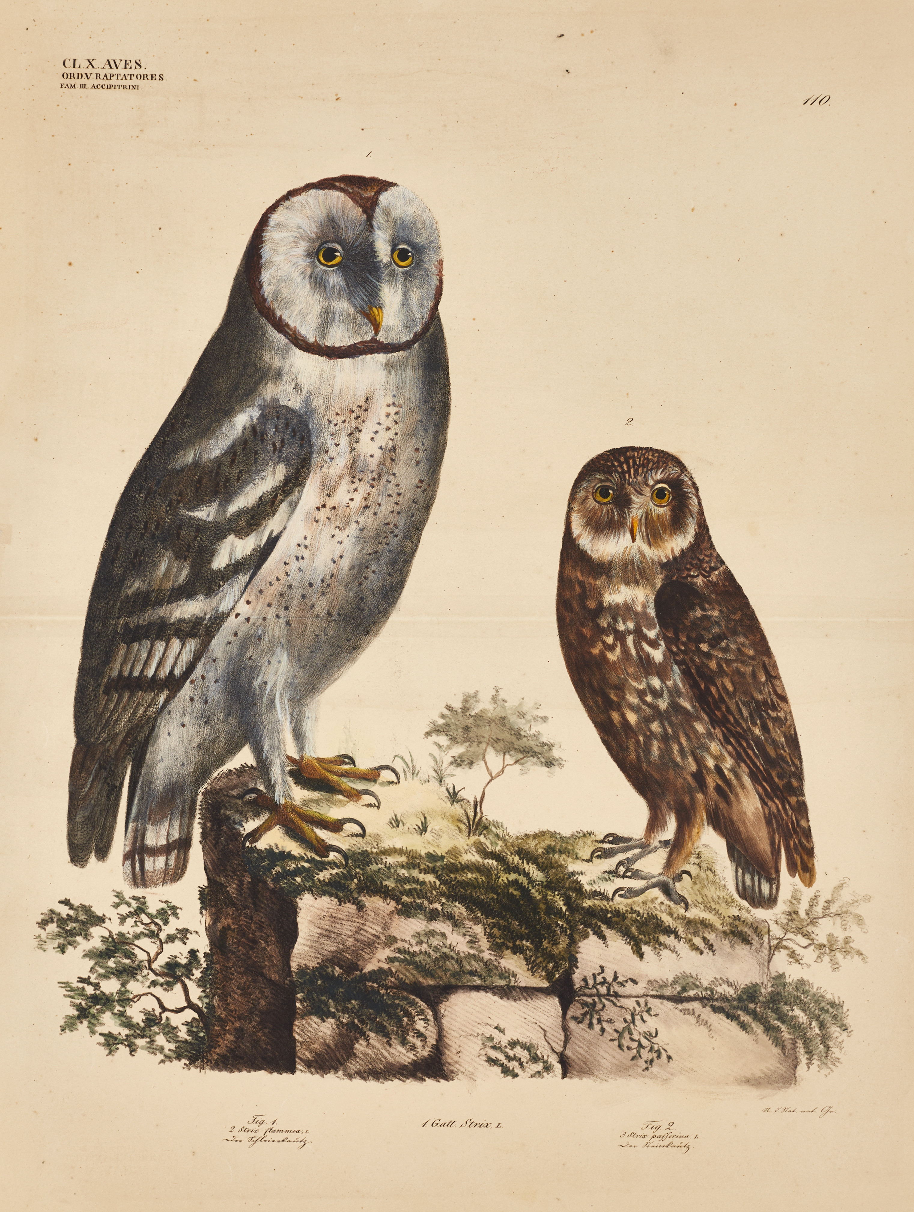 GOLDFUSS, (2) illustrationer av fåglar ur "Naturhistorischer Atlas", 1824-43.