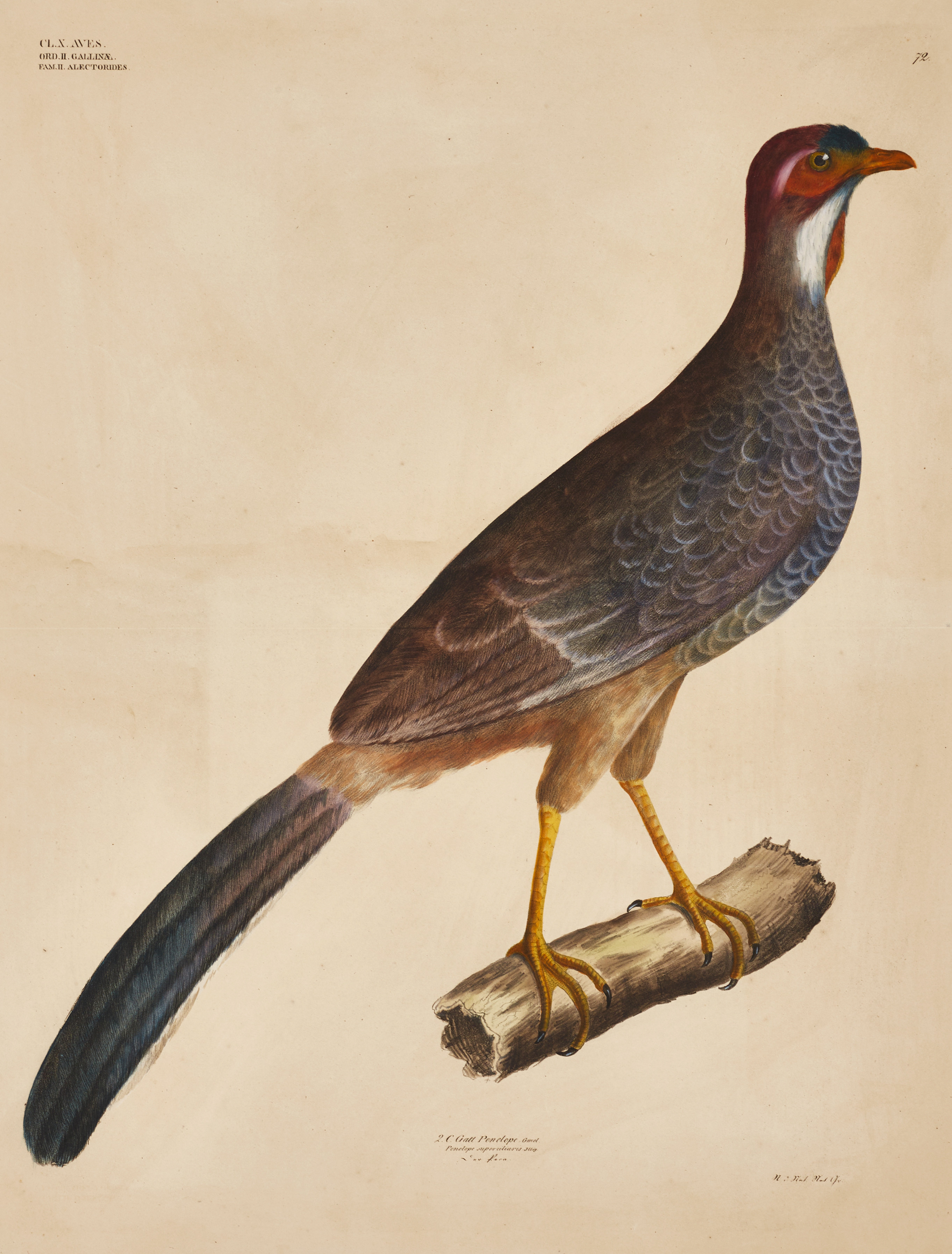GOLDFUSS, (2) illustrationer av fåglar ur "Naturhistorischer Atlas", 1824-43.