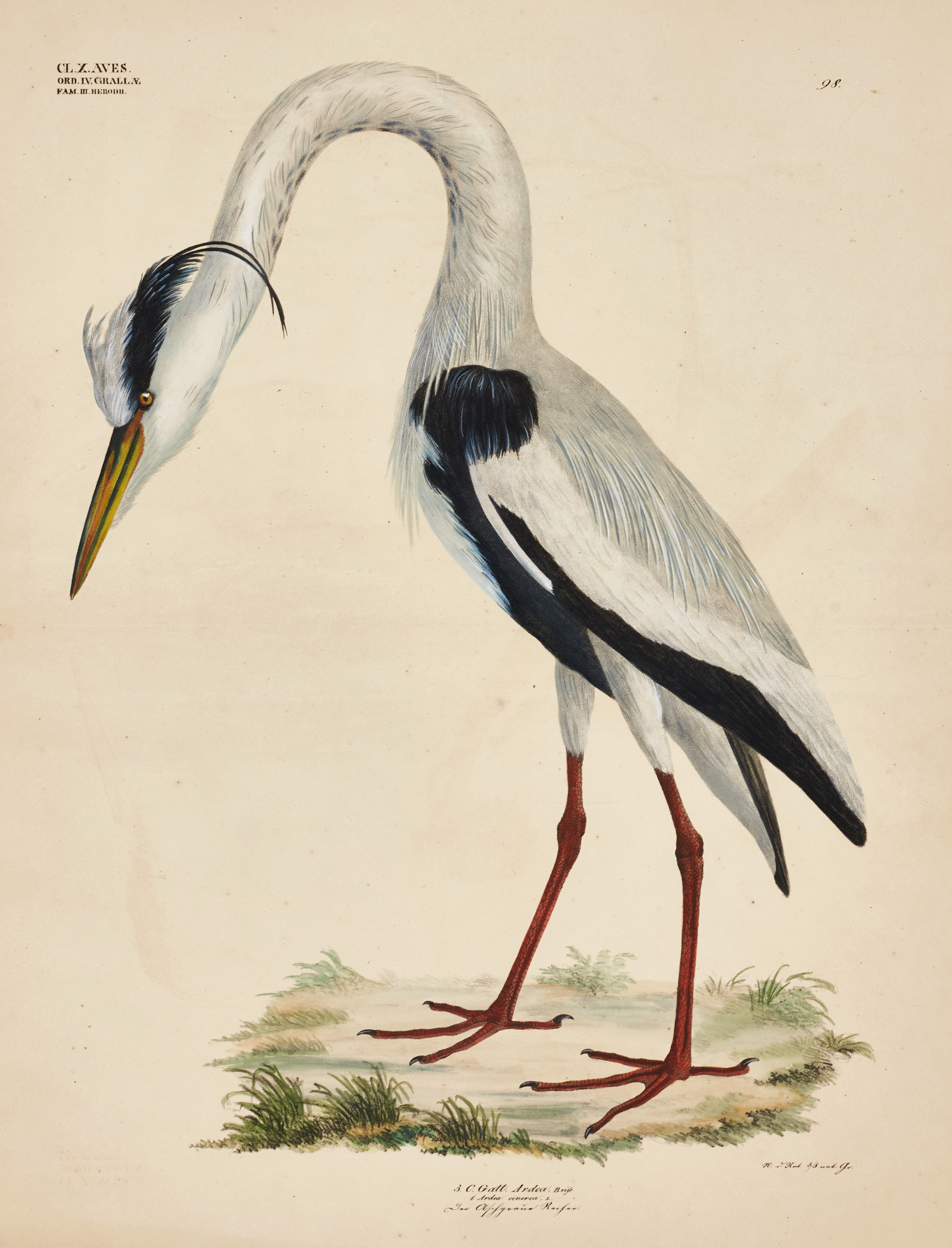 GOLDFUSS, (2) illustrationer av fåglar ur "Naturhistorischer Atlas", 1824-43.