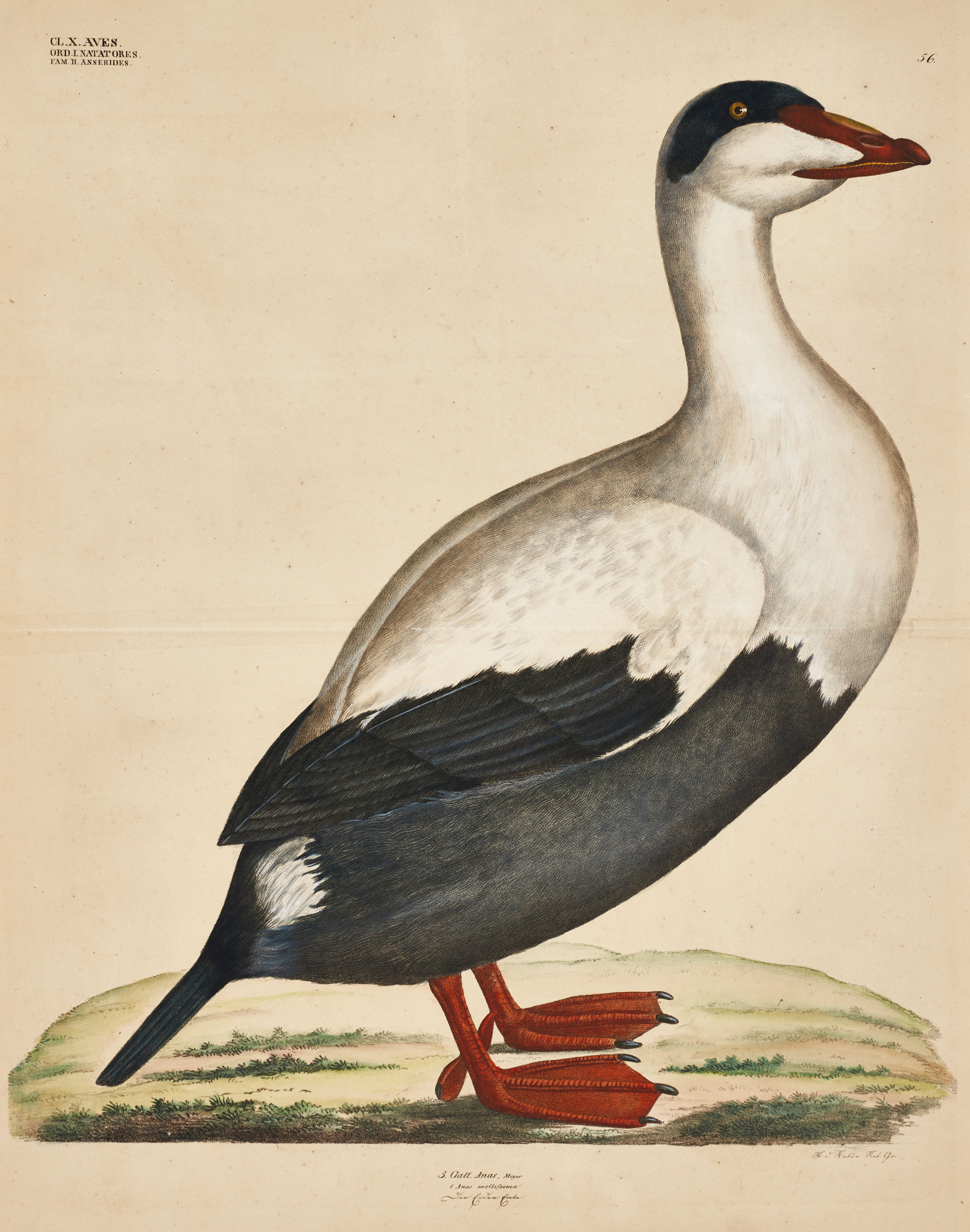 GOLDFUSS, (2) illustrationer av fåglar ur "Naturhistorischer Atlas", 1824-43.