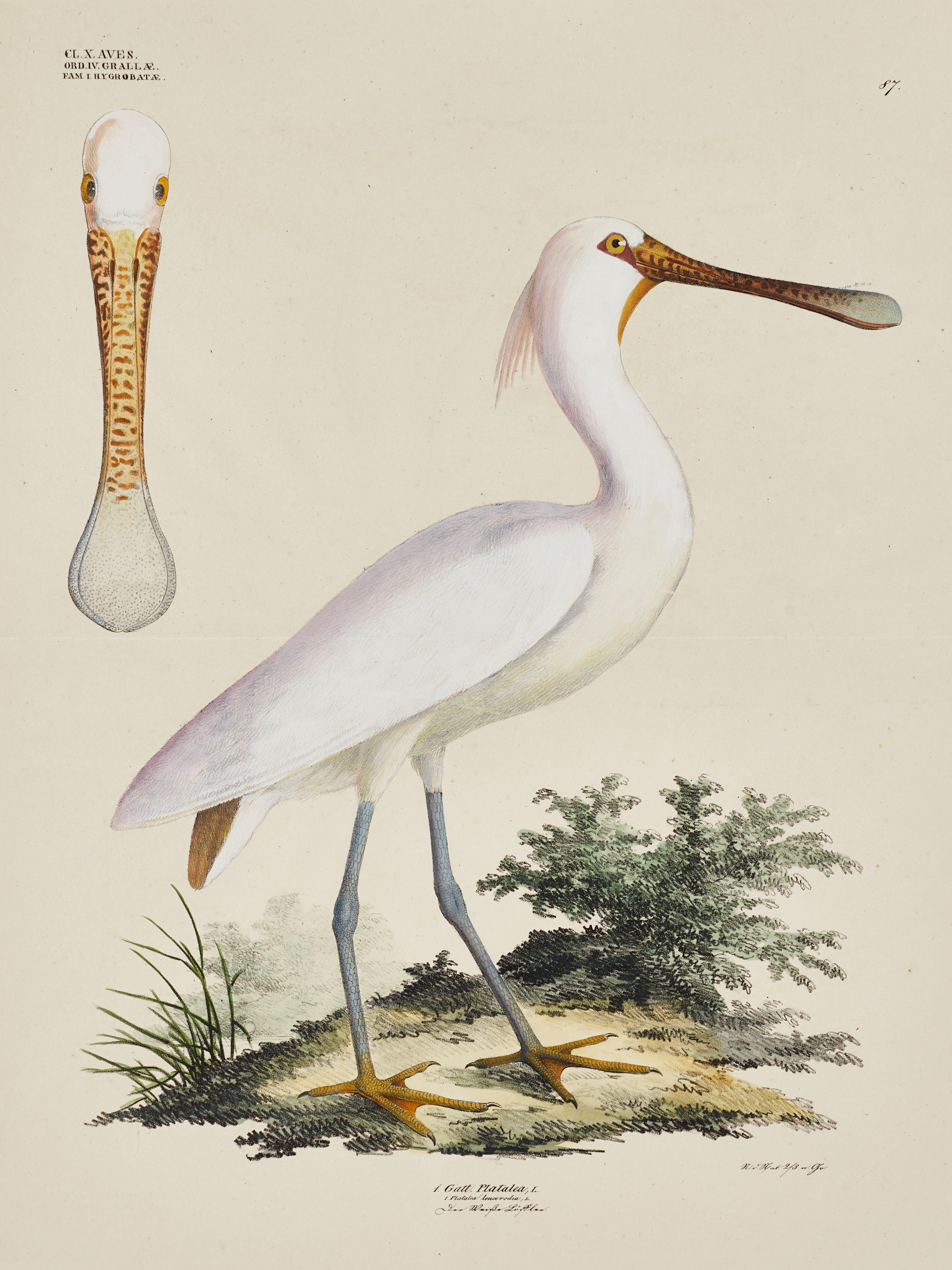 GOLDFUSS, illustration av skedstork ur "Naturhistorischer Atlas", 1824-43.