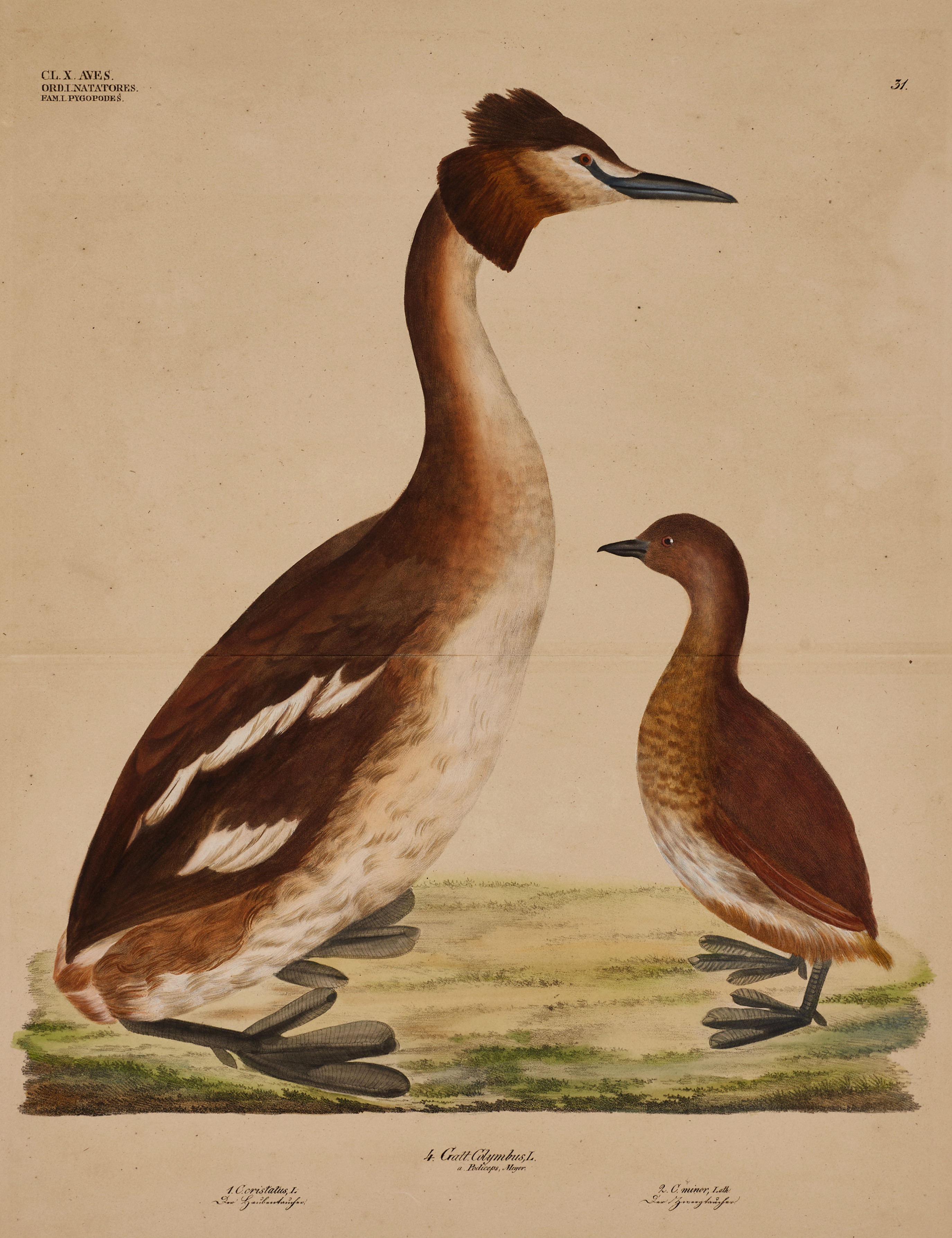 GOLDFUSS, (2) illustrationer av fåglar ur "Naturhistorischer Atlas", 1824-43.