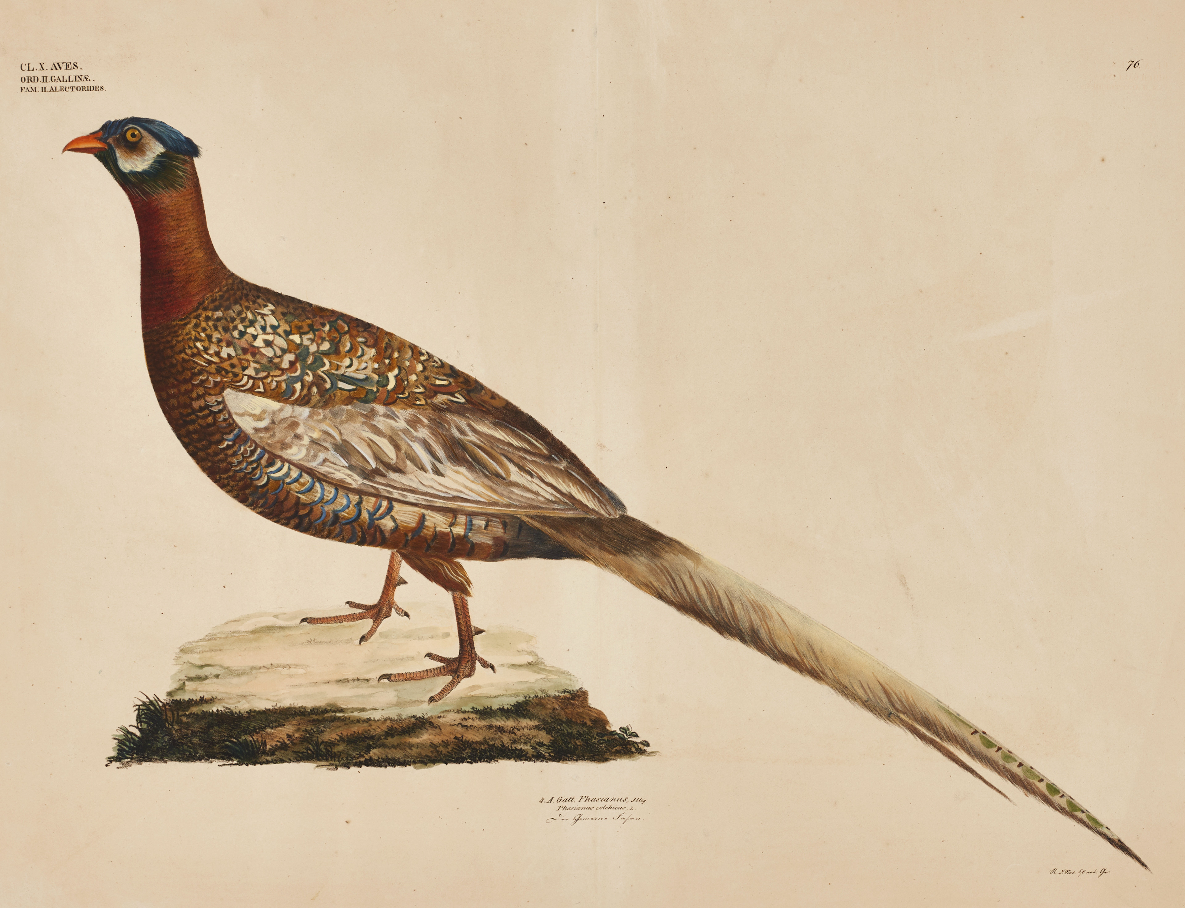 GOLDFUSS, (2) illustrationer av fåglar ur "Naturhistorischer Atlas", 1824-43.