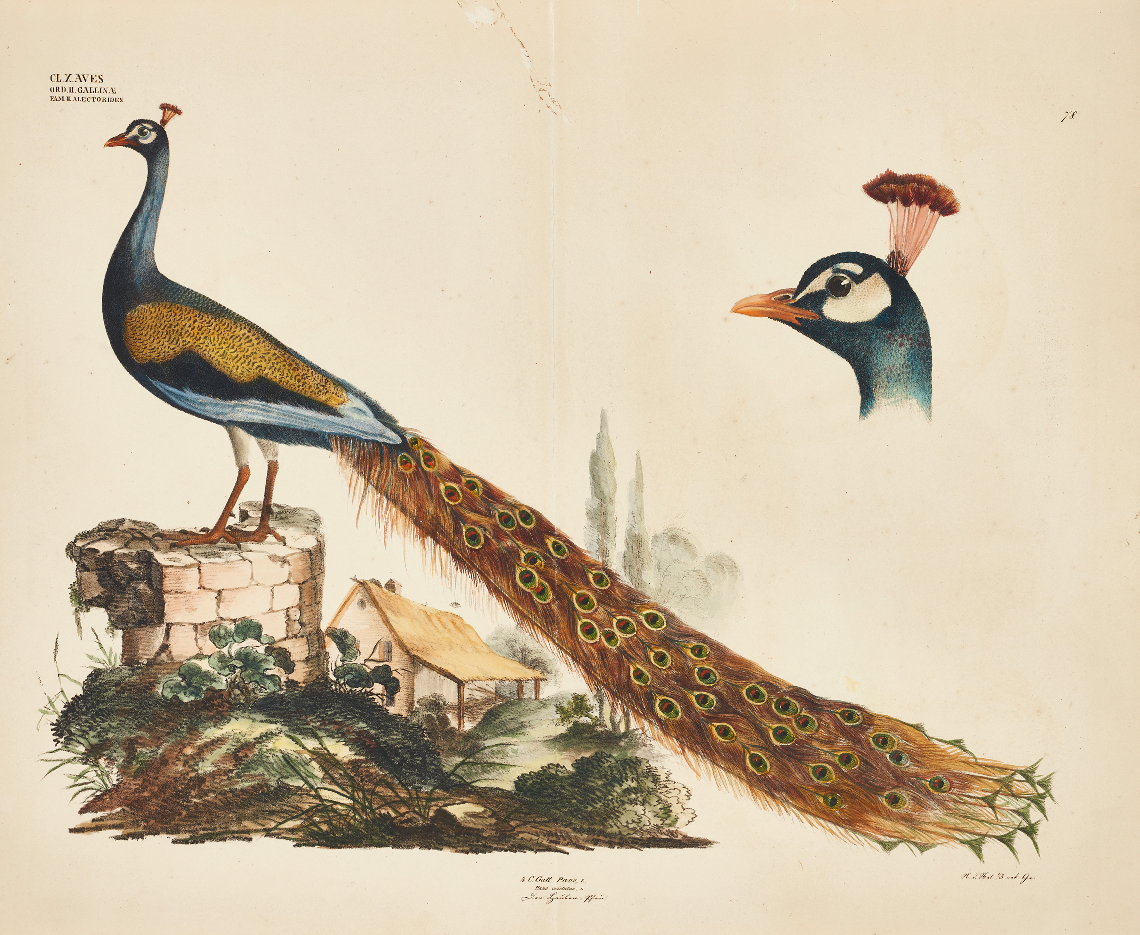 GOLDFUSS, (2) illustrationer av fåglar ur "Naturhistorischer Atlas", 1824-43.