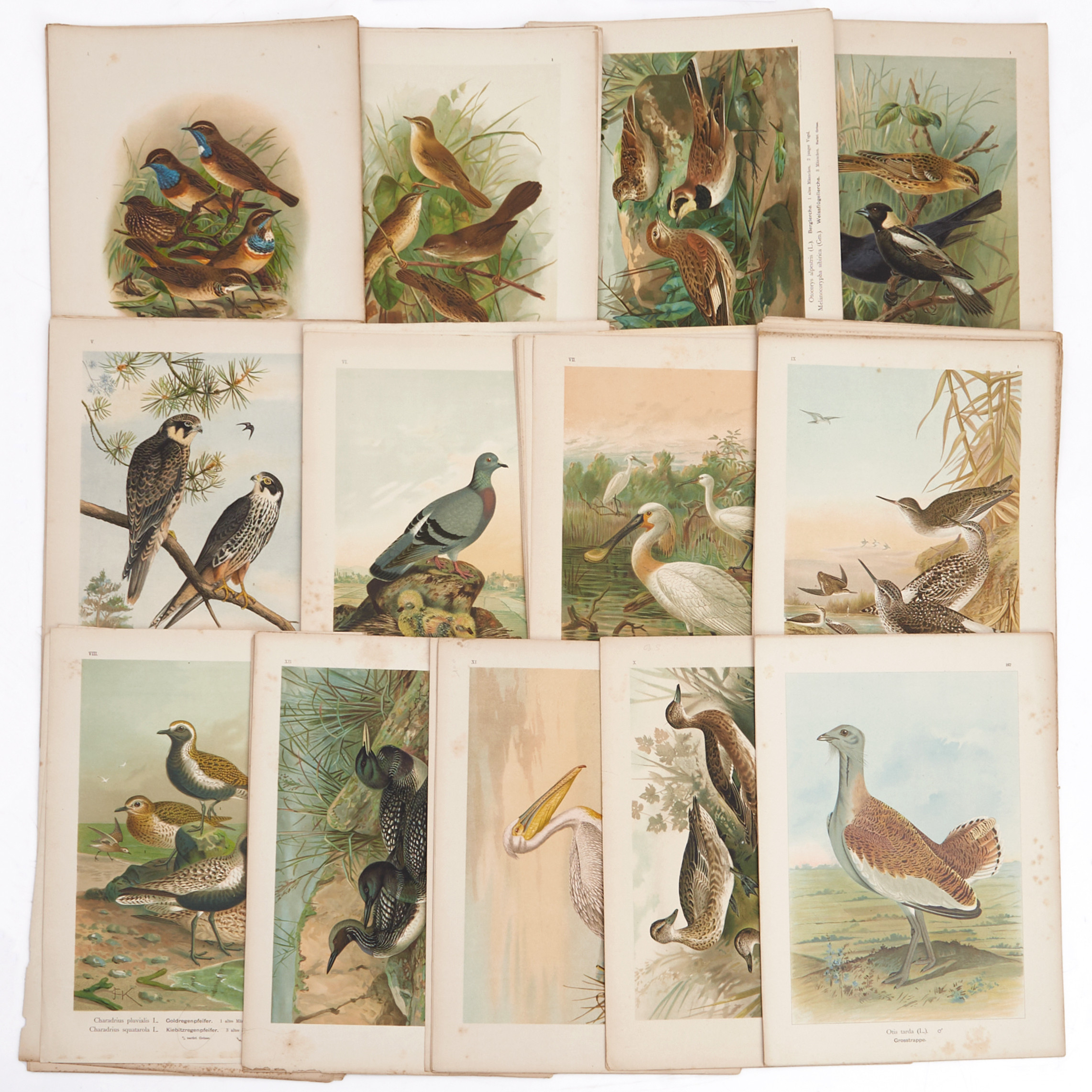 NAUMANN, (184+2) illustrationer av fåglar, ur "Naumann, Naturgeschichte der Vögel Mitteleuropas" [1897]-1905.