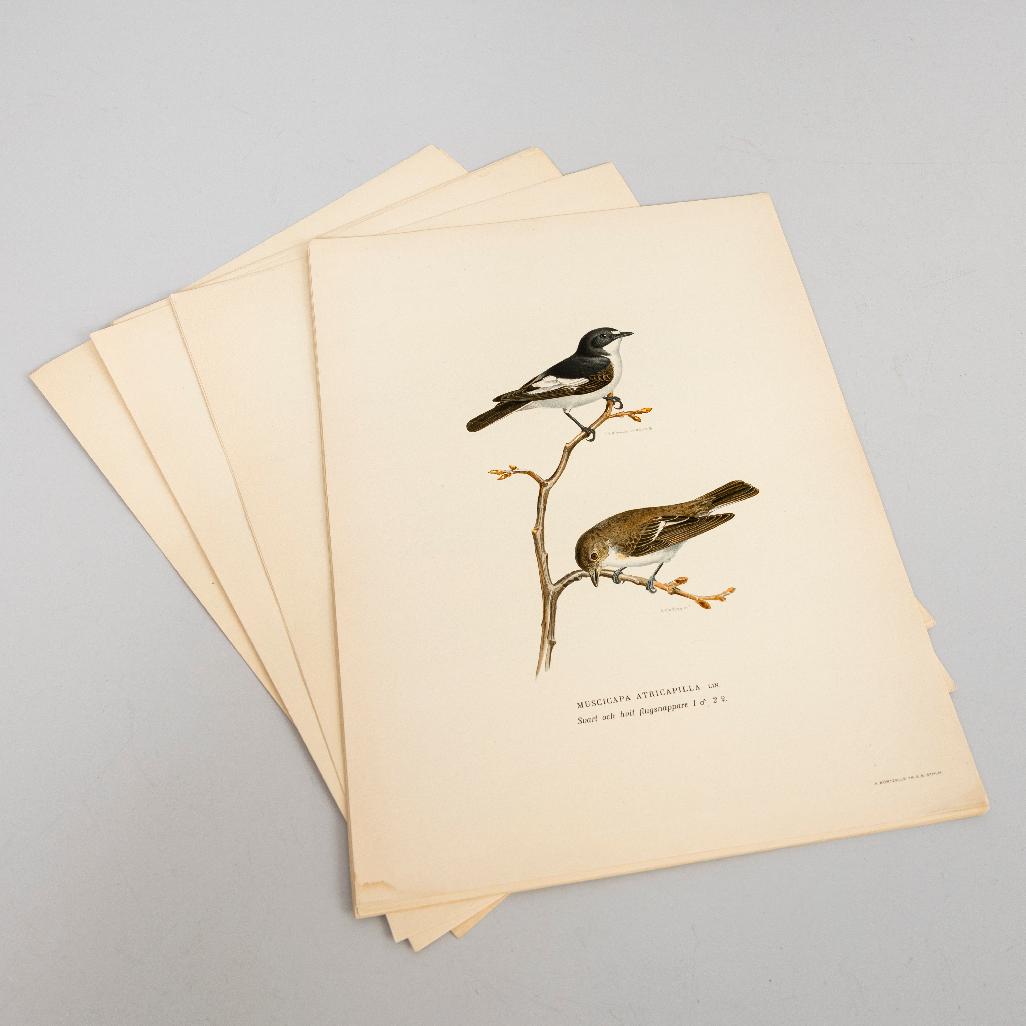 "SVENSKA FÅGLAR", 20 st, färglitografiska blad, M v Wright, A Börtzells Tr Ab Stockholm.