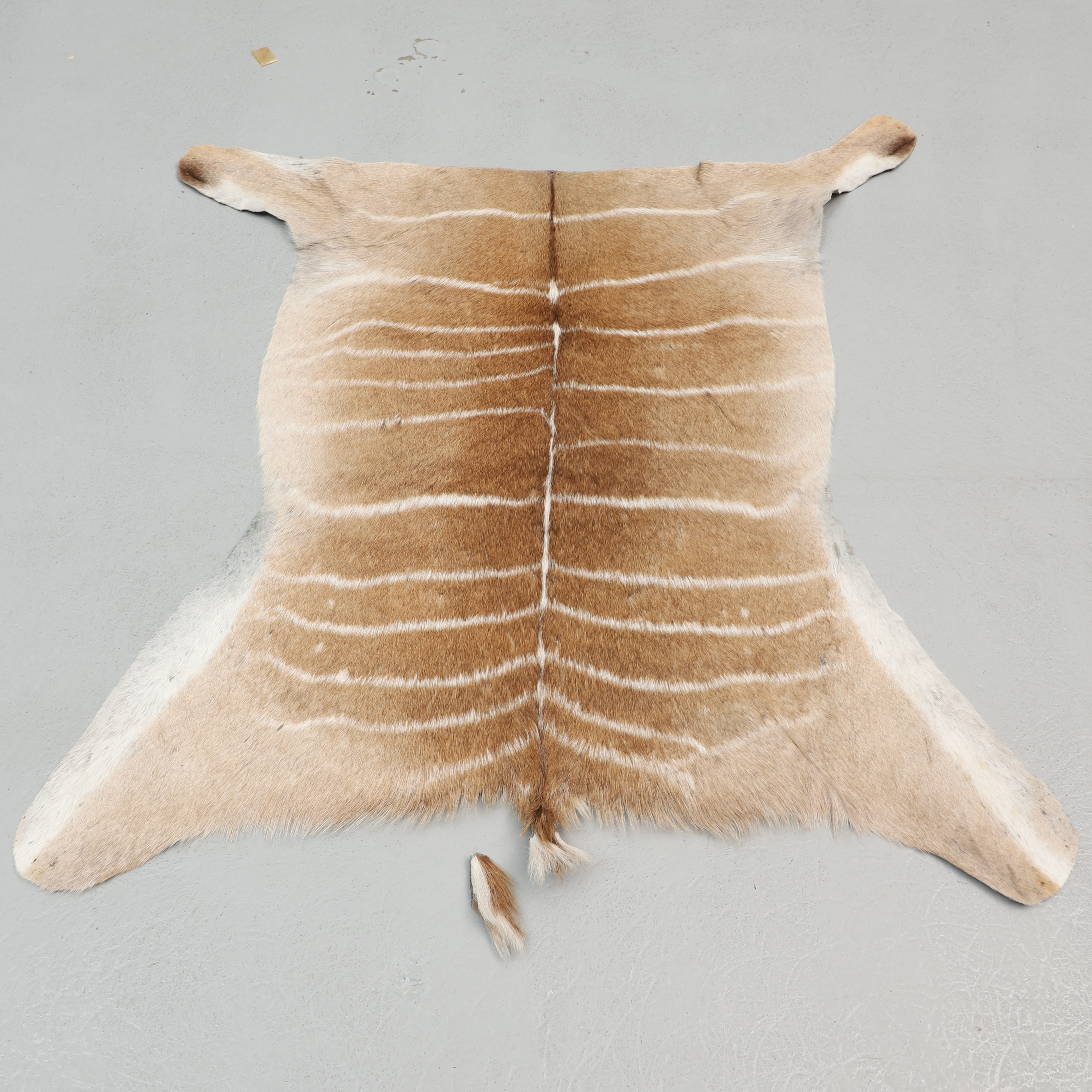 DJURSKINN, Afrikansk kudu, ca 99x106 cm.