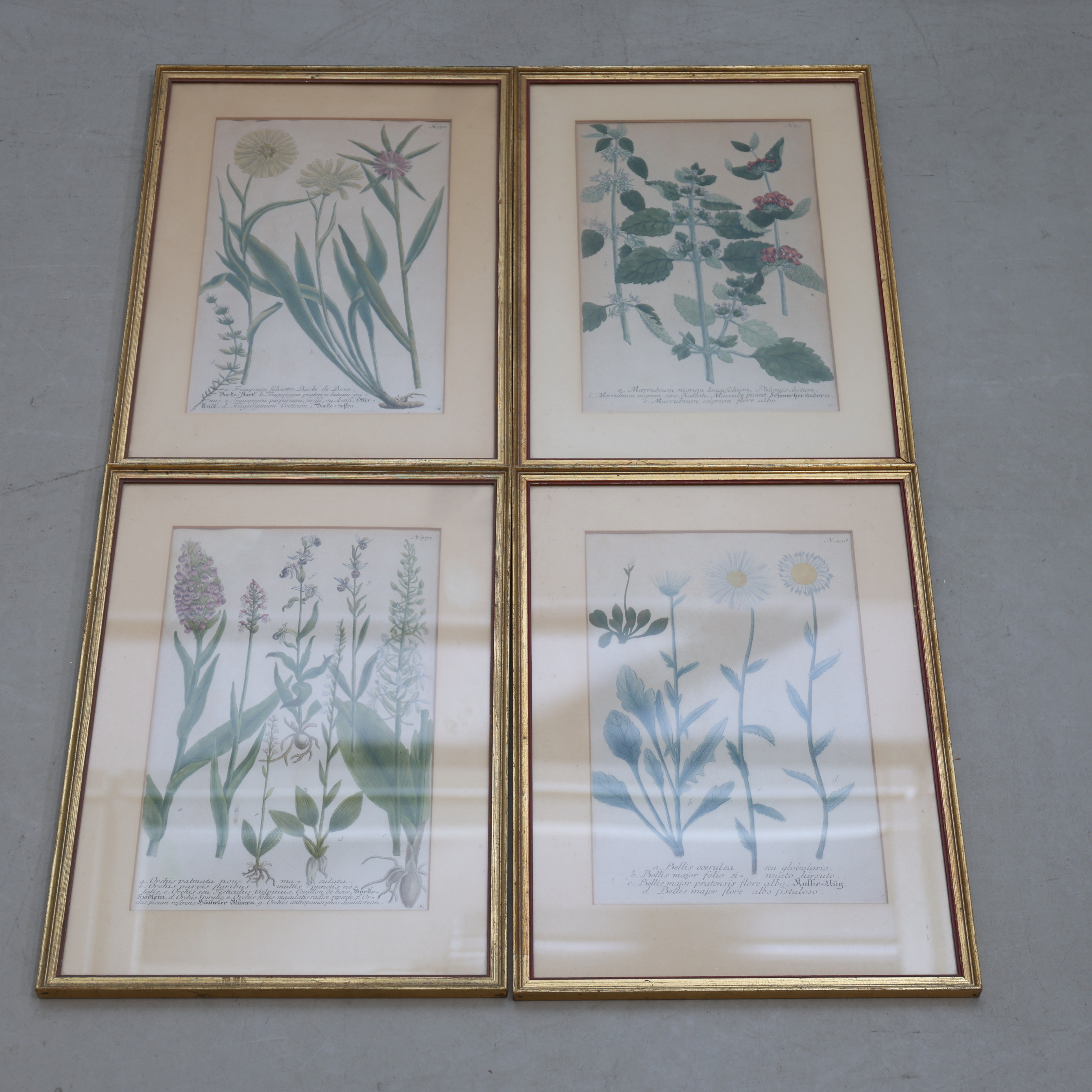 ETSNINGAR, 4 st, botaniska motiv, J.W. Weinmann, Tyskland, 1700-tal.