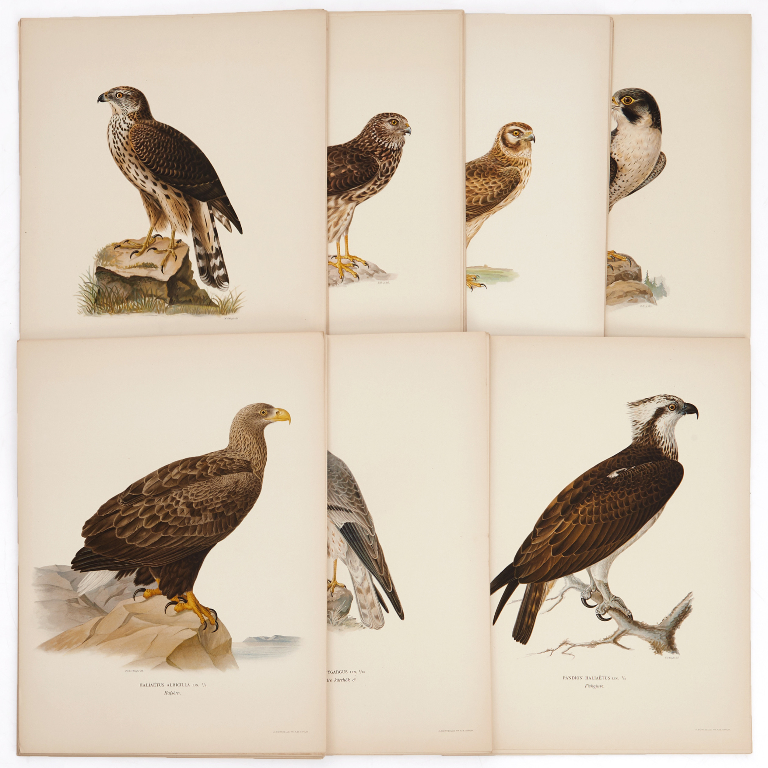 VON WRIGHT, (220) illustrationer av rovfåglar ur "Svenska fåglar," Stockholm 1924-1929.