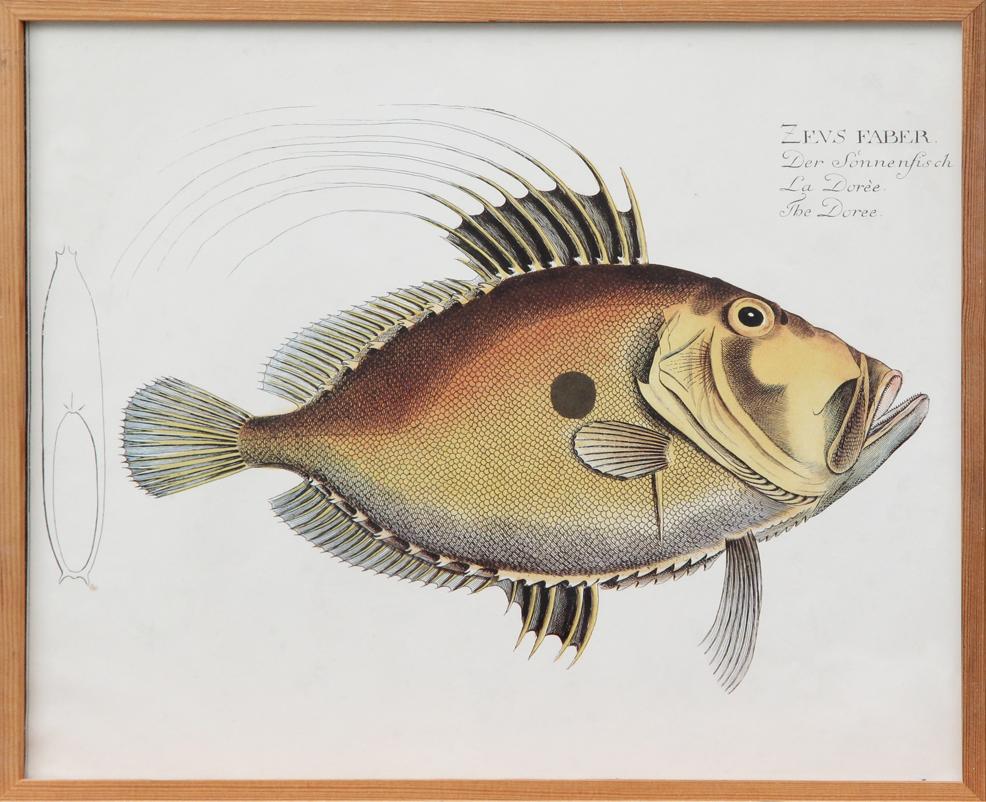 FISKPLANSCHER 2 st, varav 1 st ramad.