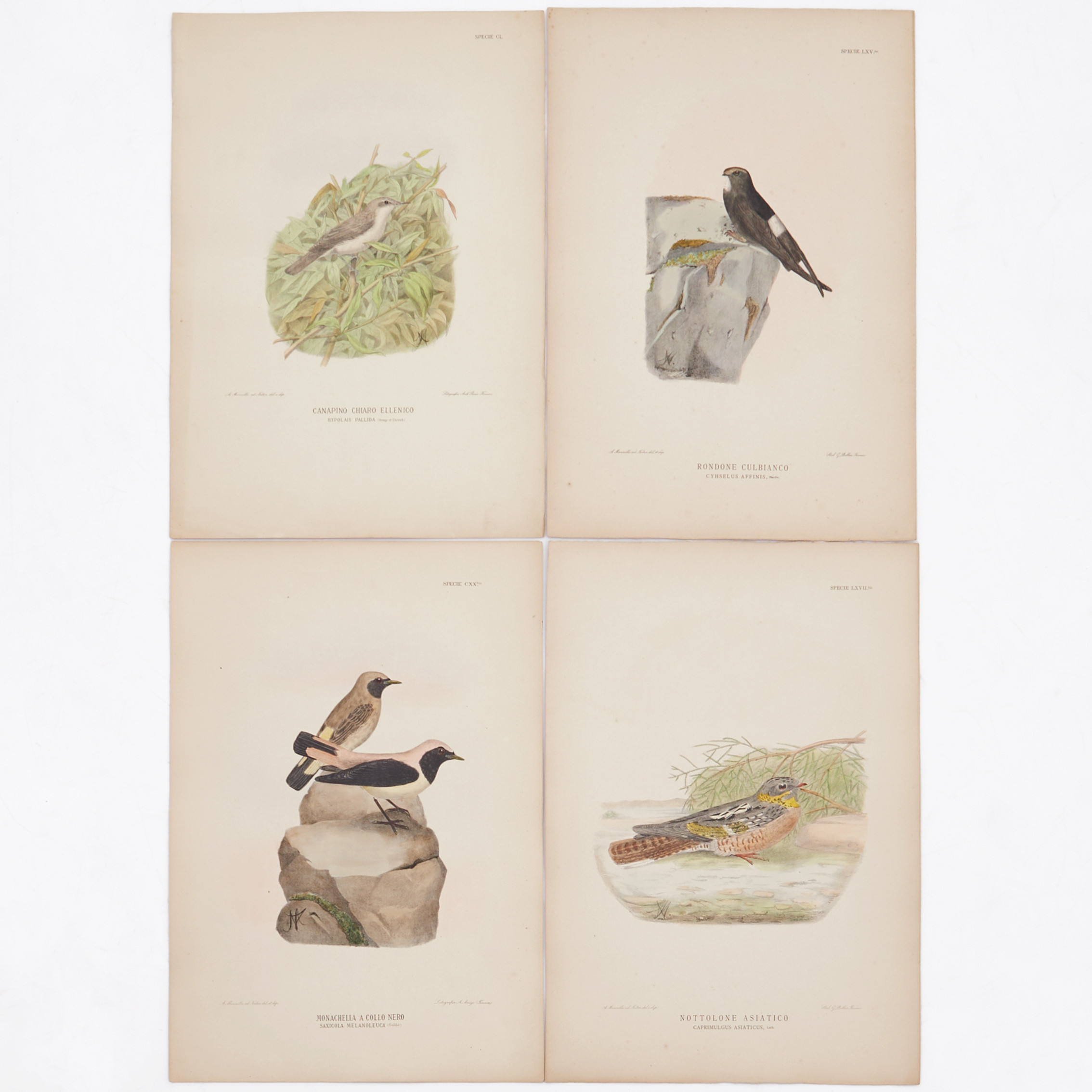 MANZELLA/GIGLIOLI, (16) illustrationer av fåglar ur "Iconografia dell'avifauna italica", 1878-1882.