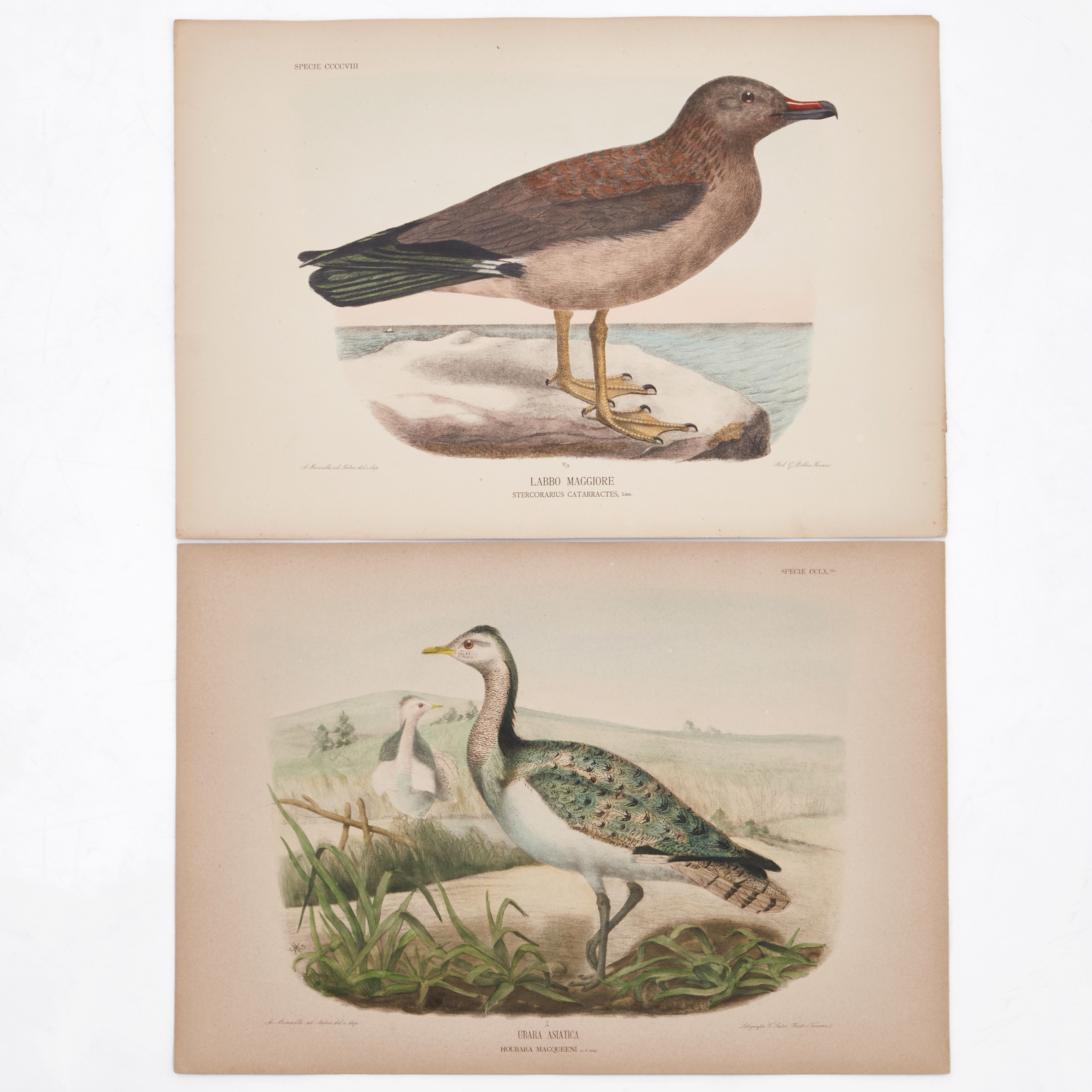 MANZELLA/GIGLIOLI, (11) illustrationer av fåglar ur "Iconografia dell'avifauna italica", 1878-1882.