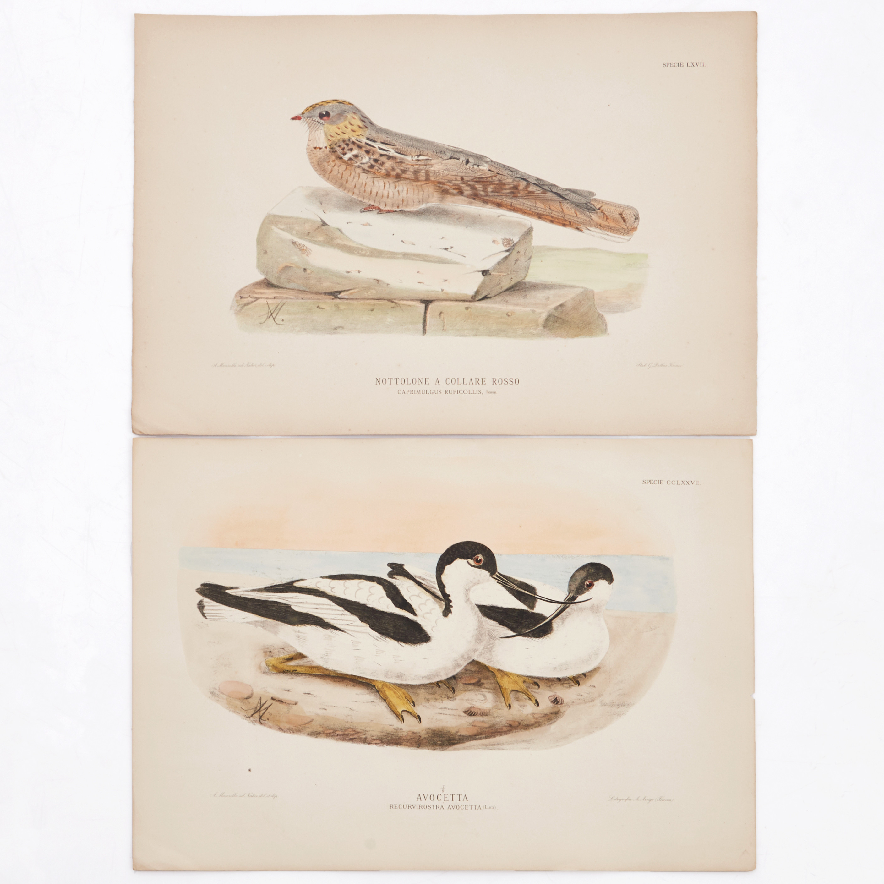 MANZELLA/GIGLIOLI, (10) illustrationer av fåglar ur "Iconografia dell'avifauna italica", 1878-1882.