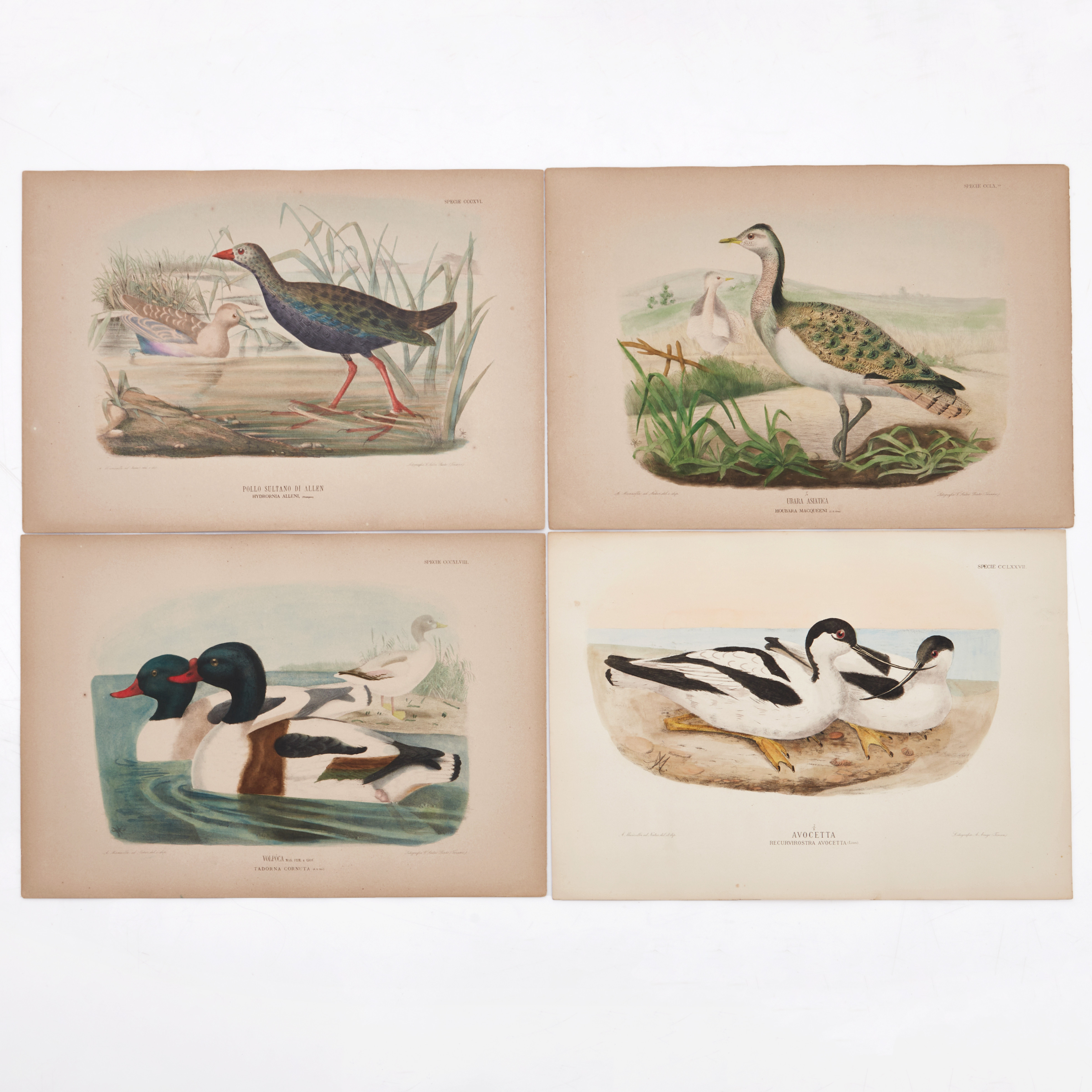 MANZELLA/GIGLIOLI, (8) illustrationer av fåglar ur "Iconografia dell'avifauna italica", 1878-1882.