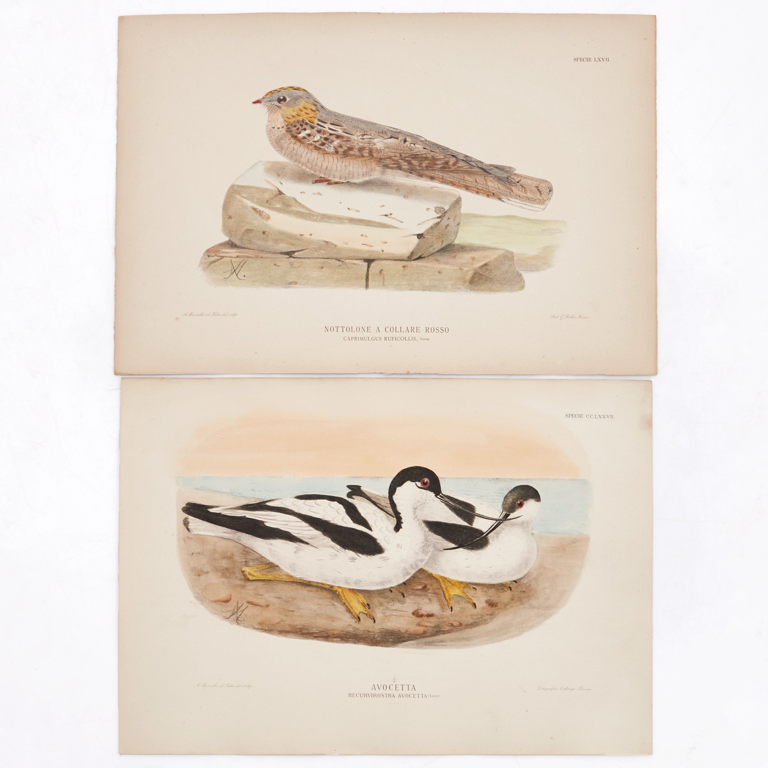 MANZELLA/GIGLIOLI, (8) illustrationer av fåglar ur "Iconografia dell'avifauna italica", 1878-1882.