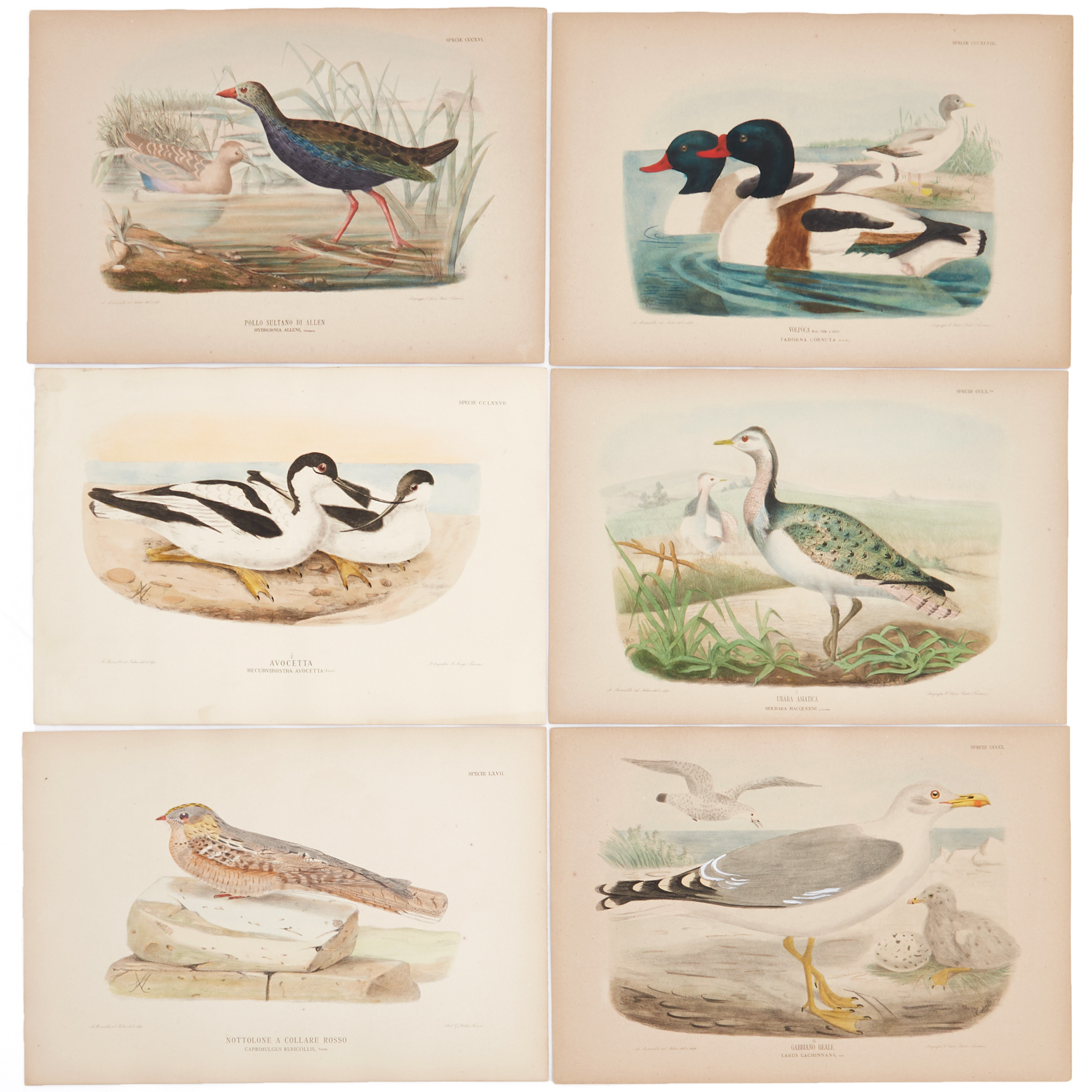 MANZELLA/GIGLIOLI, (8) illustrationer av fåglar ur "Iconografia dell'avifauna italica", 1878-1882.