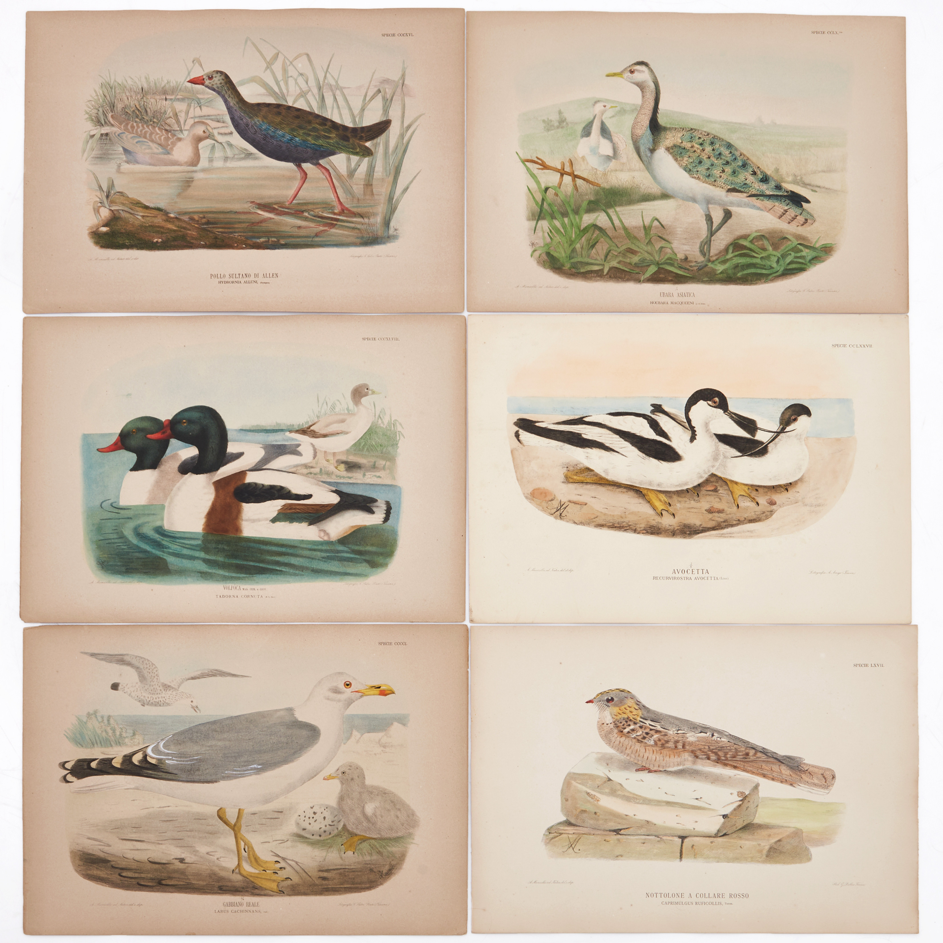 MANZELLA/GIGLIOLI, (8) illustrationer av fåglar ur "Iconografia dell'avifauna italica", 1878-1882.