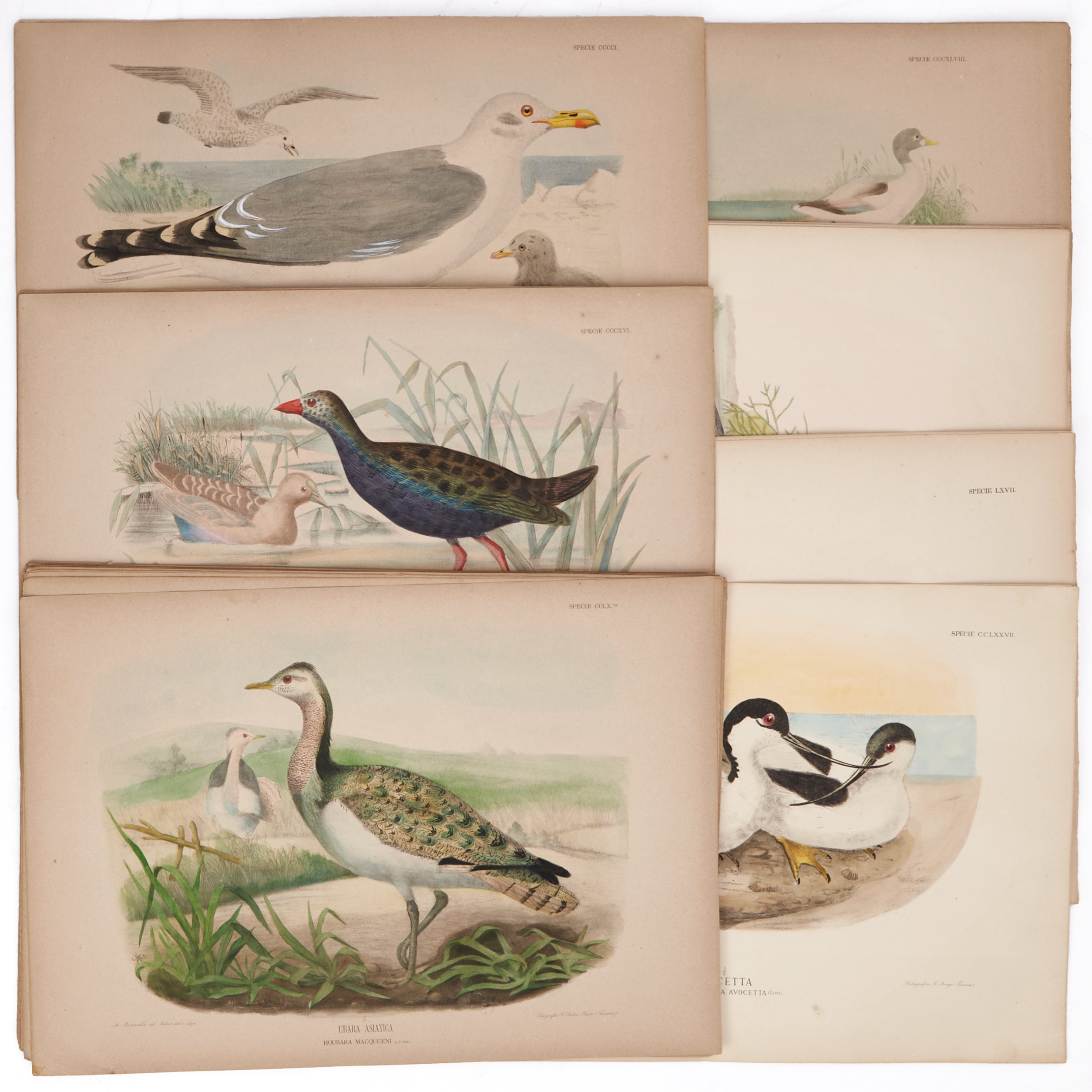 MANZELLA/GIGLIOLI, (72) illustrationer av fåglar ur "Iconografia dell'avifauna italica", 1878-1882.