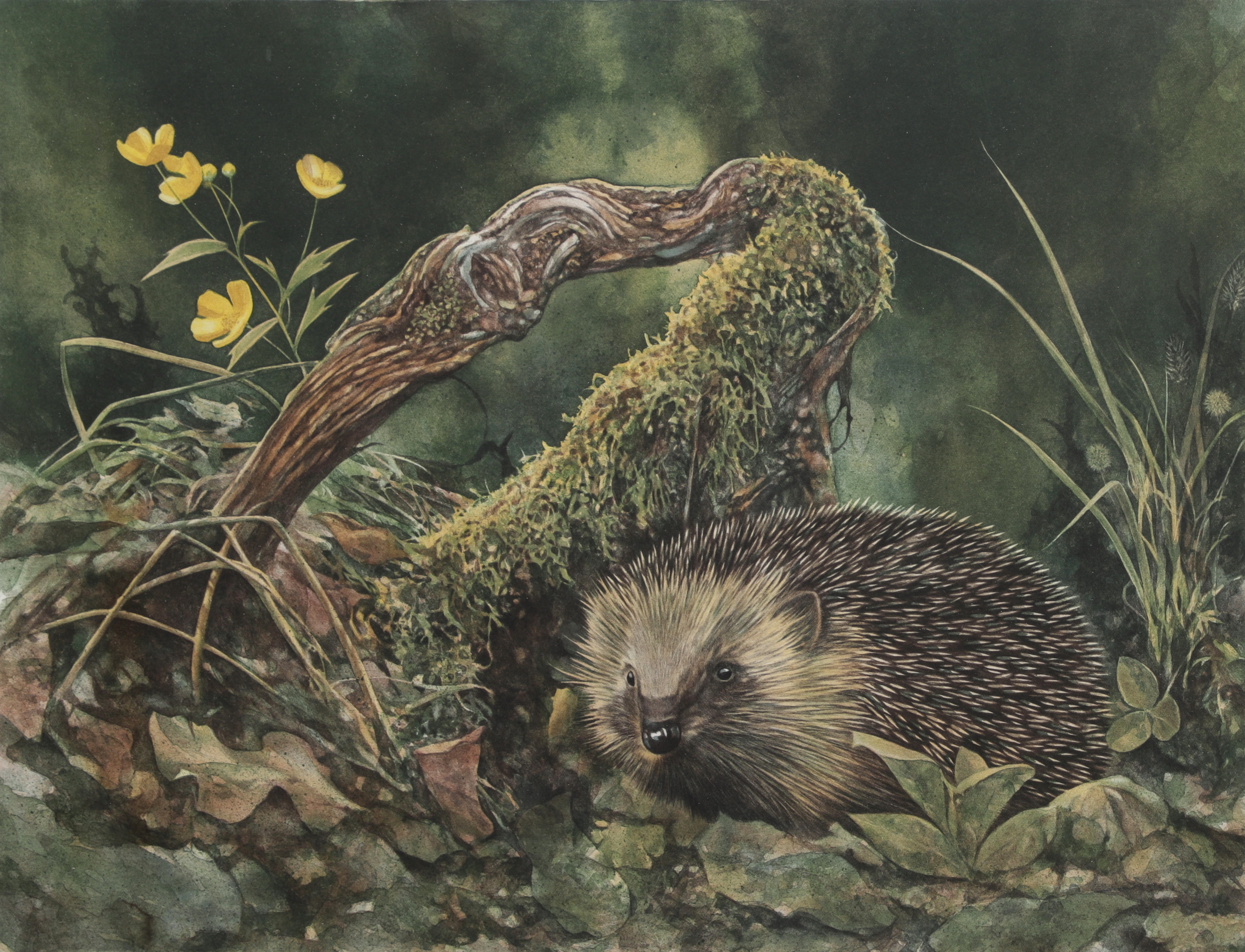 BO LUNDWALL. Igelkott, färglitografi, signerad och numrerad 180/360.