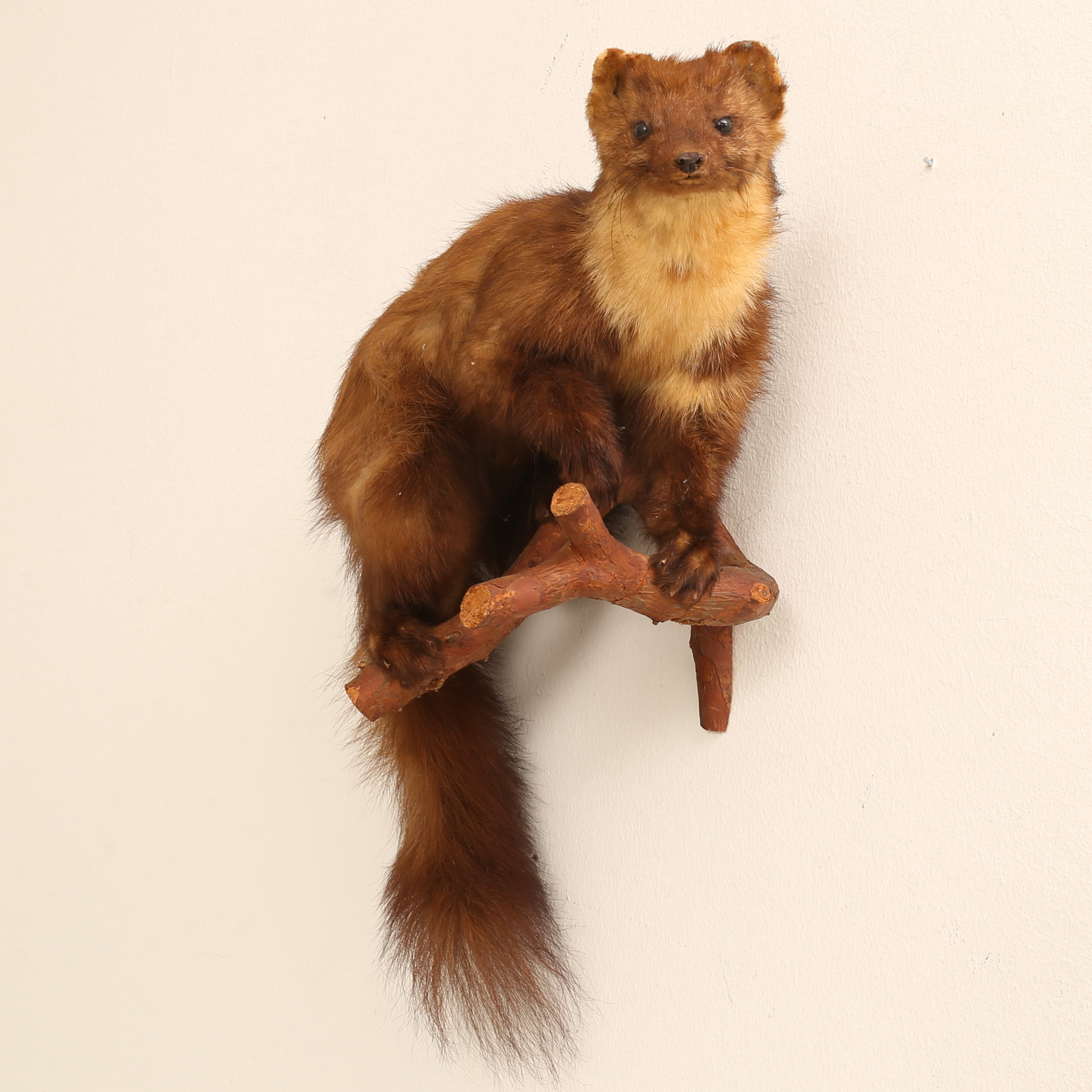 TAXIDERMI, Mård, 1900-tal.