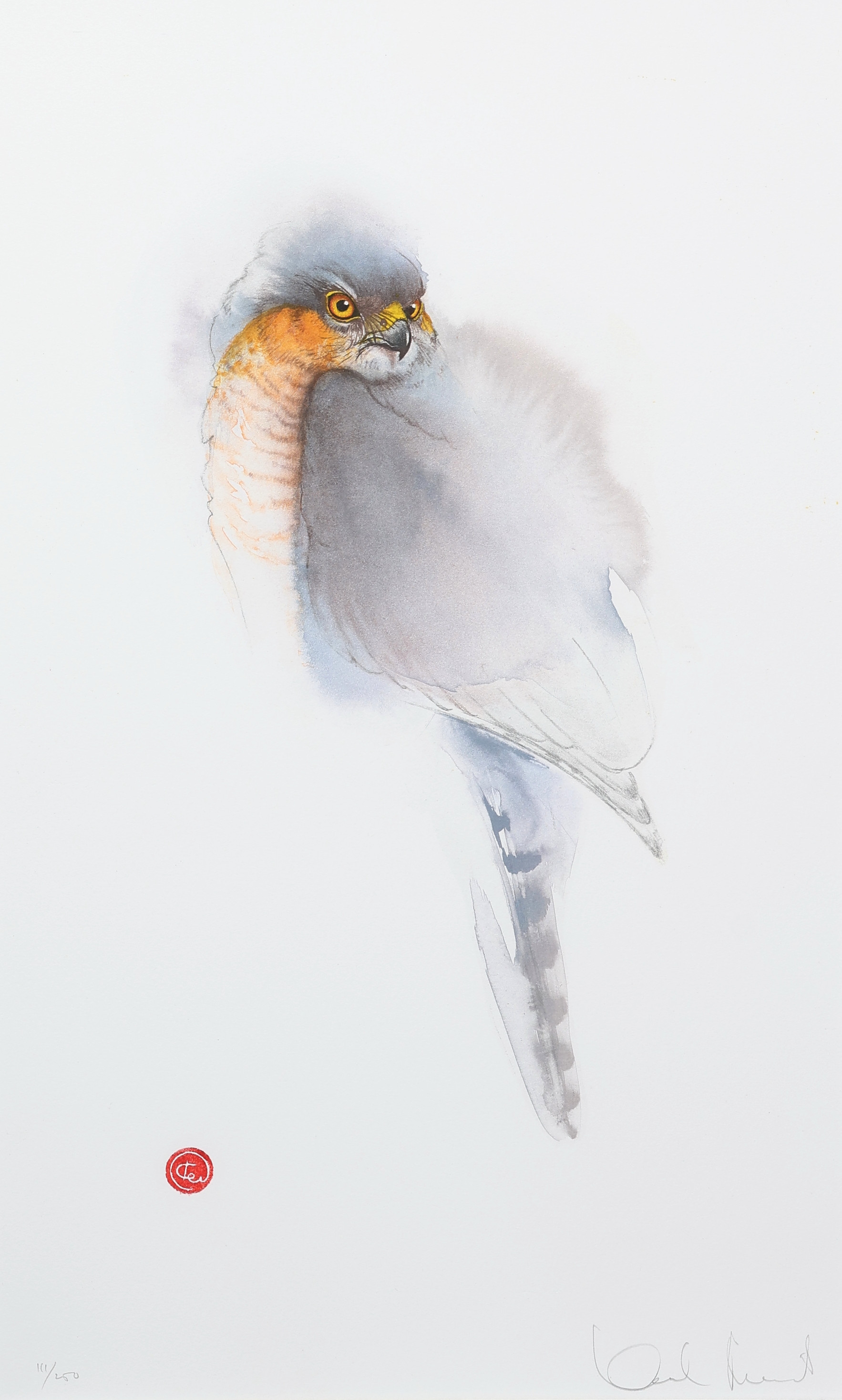 KARL MÅRTENS. Färglitografi, "Sparvhök", signerad, numrerad 111/250.