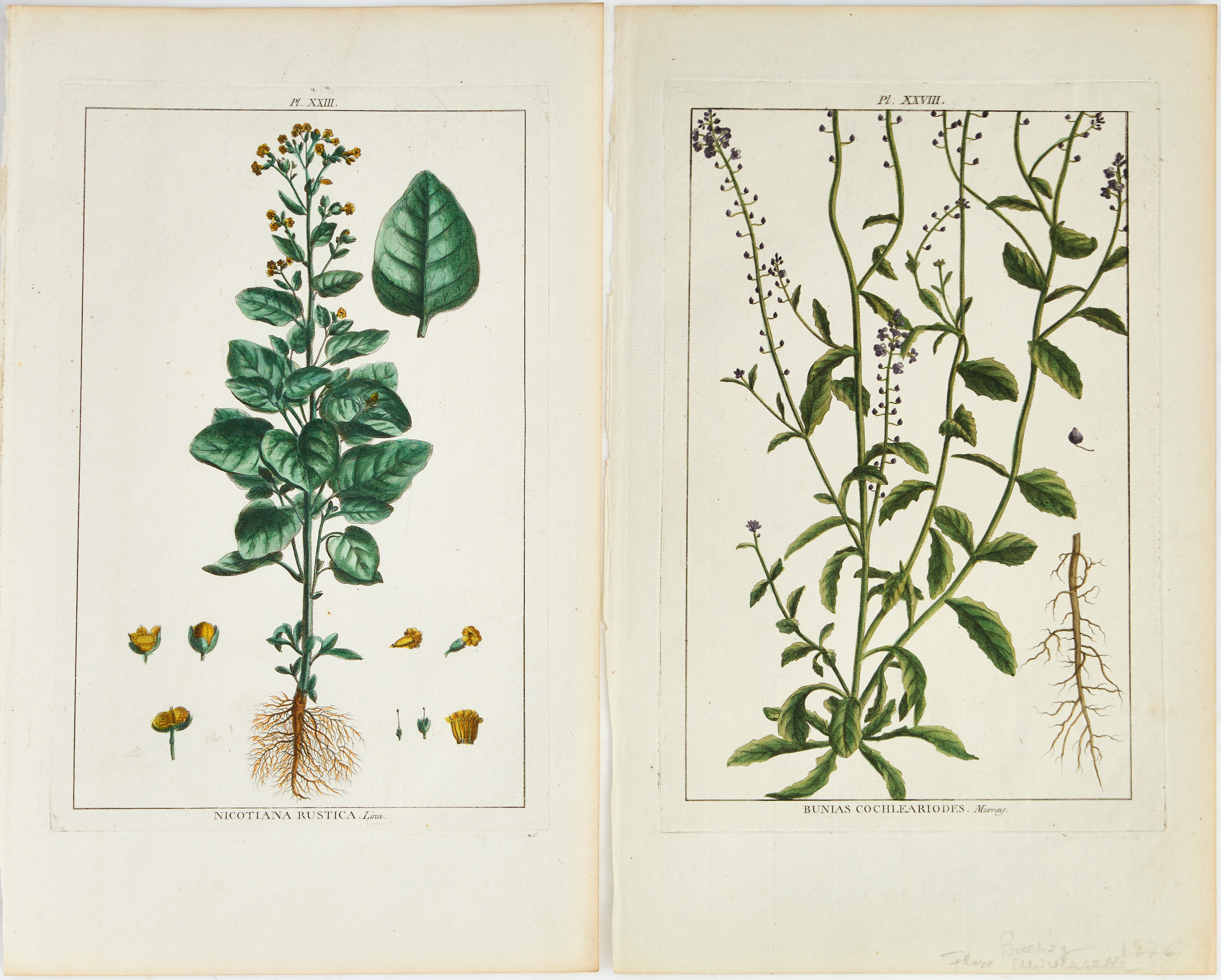 BUC'HOZ, HANDKOLORERADE VÄXTPLANSCHER (2), 1700-TAL.